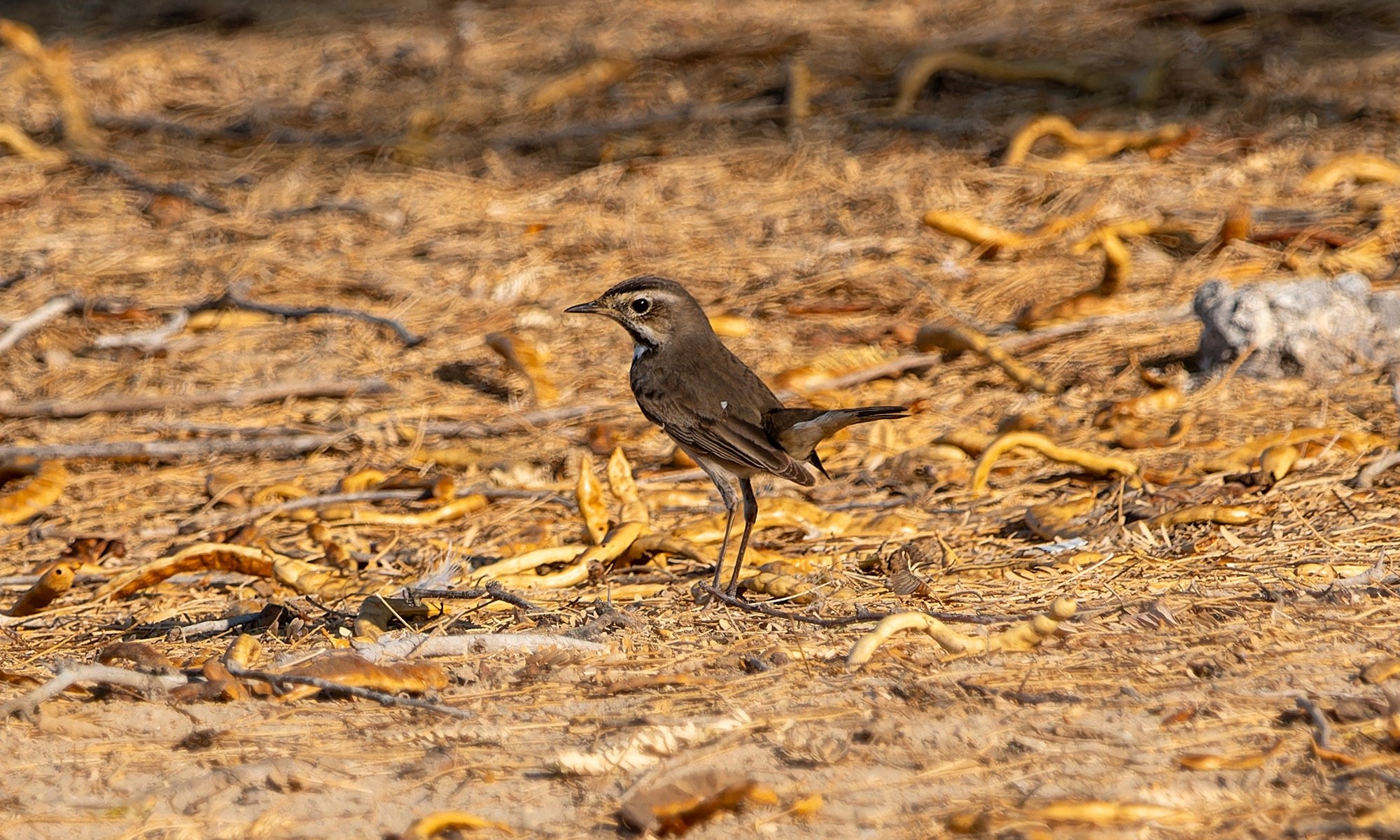 Bluethroat