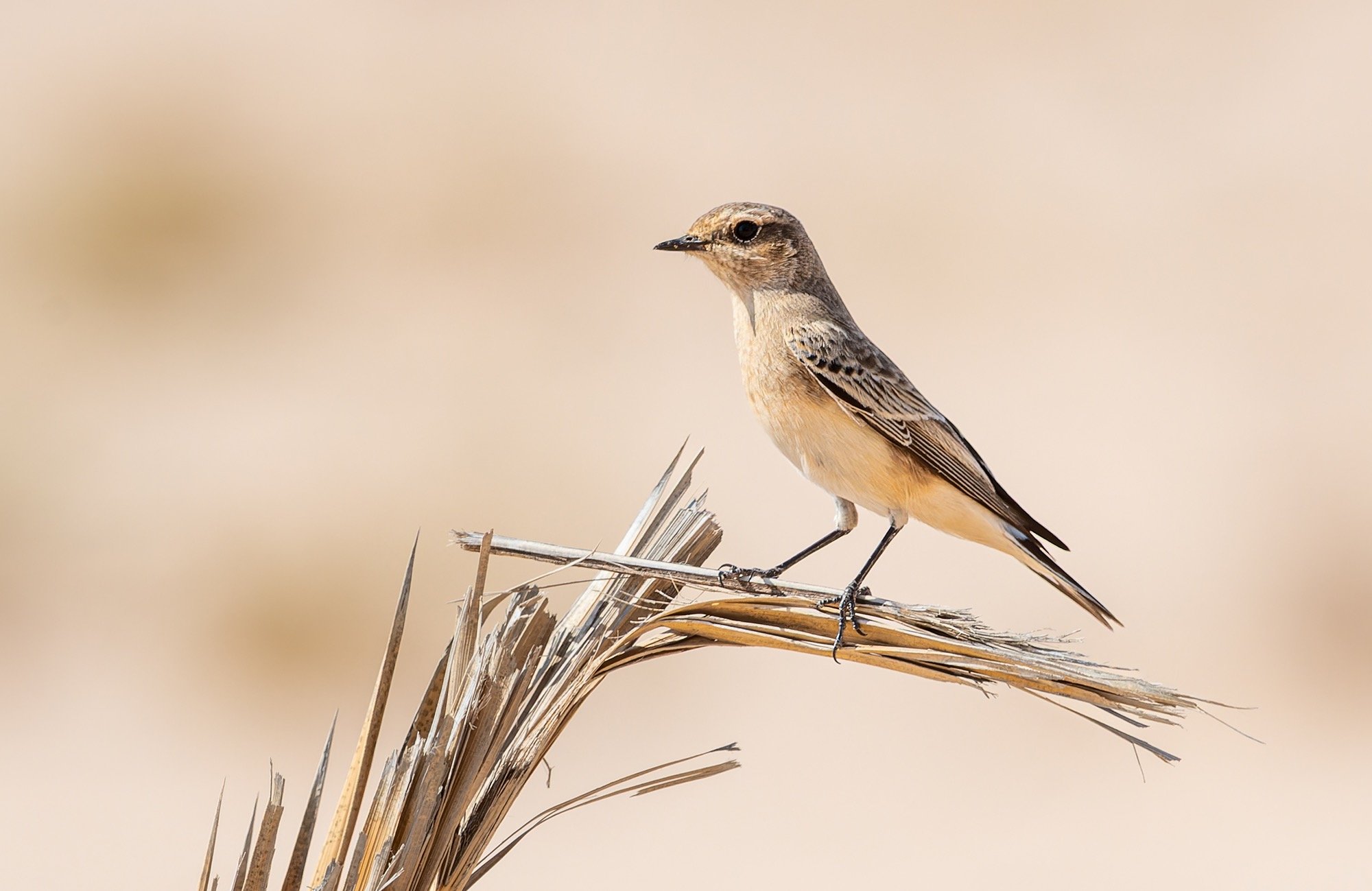 Pied Wheatear