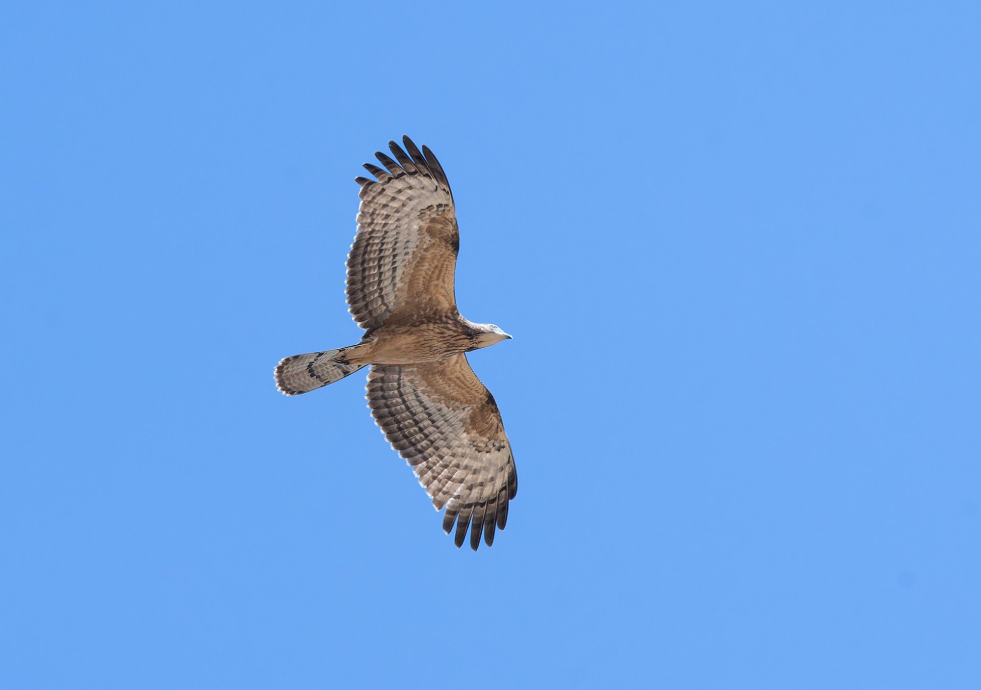 Crested Honey Buzzard