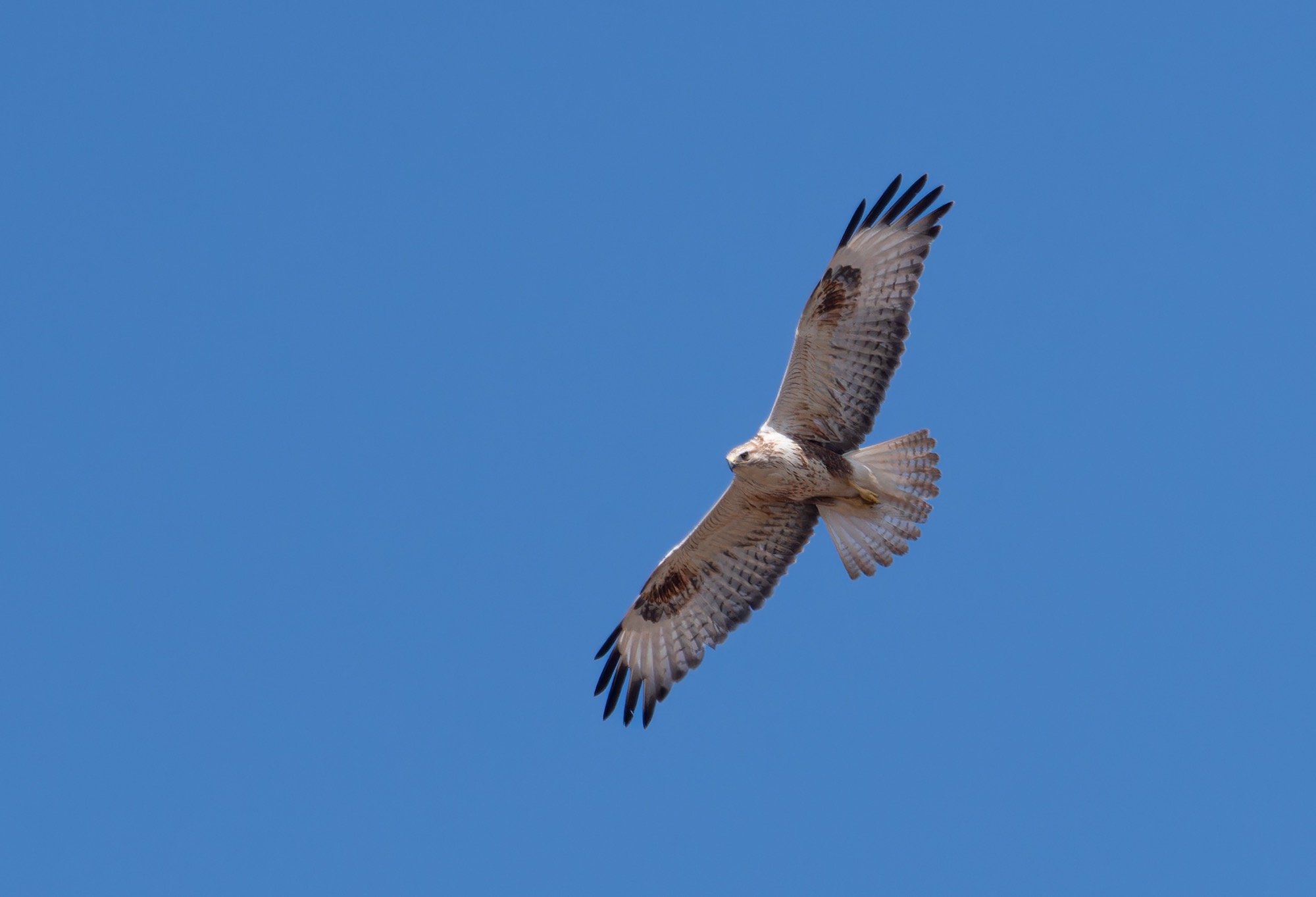 Long-legged Buzzard