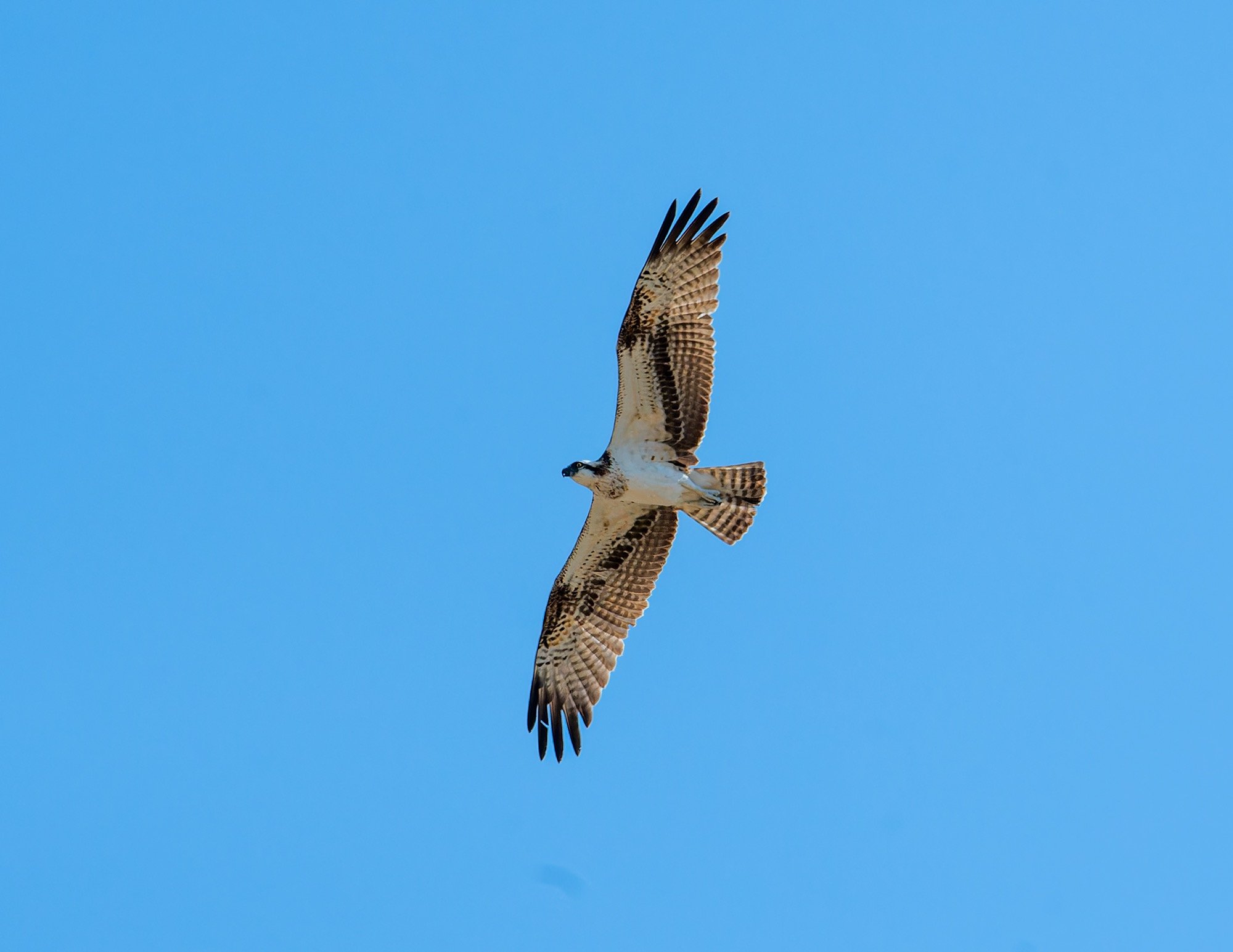 Osprey