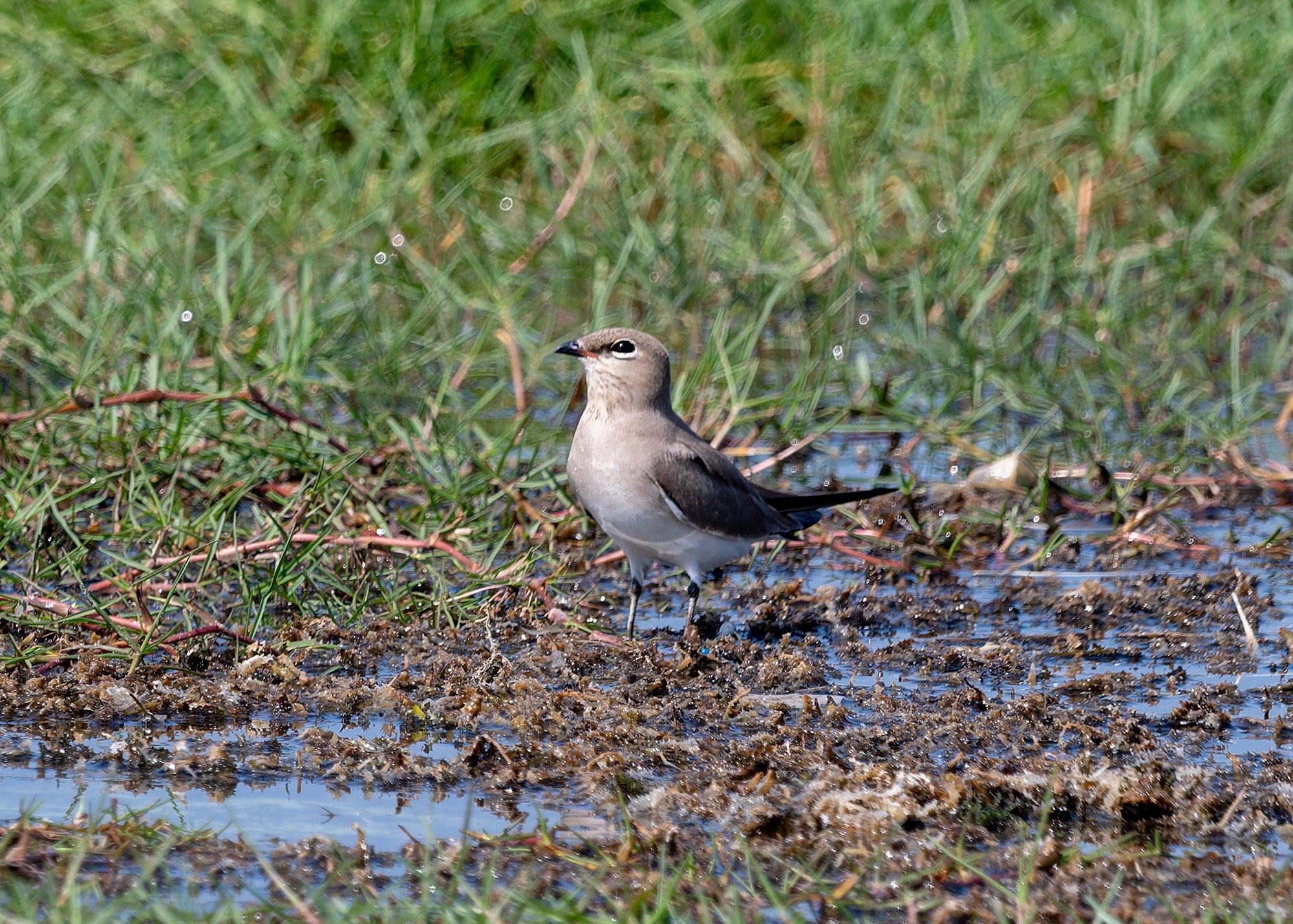 Small Pratincole