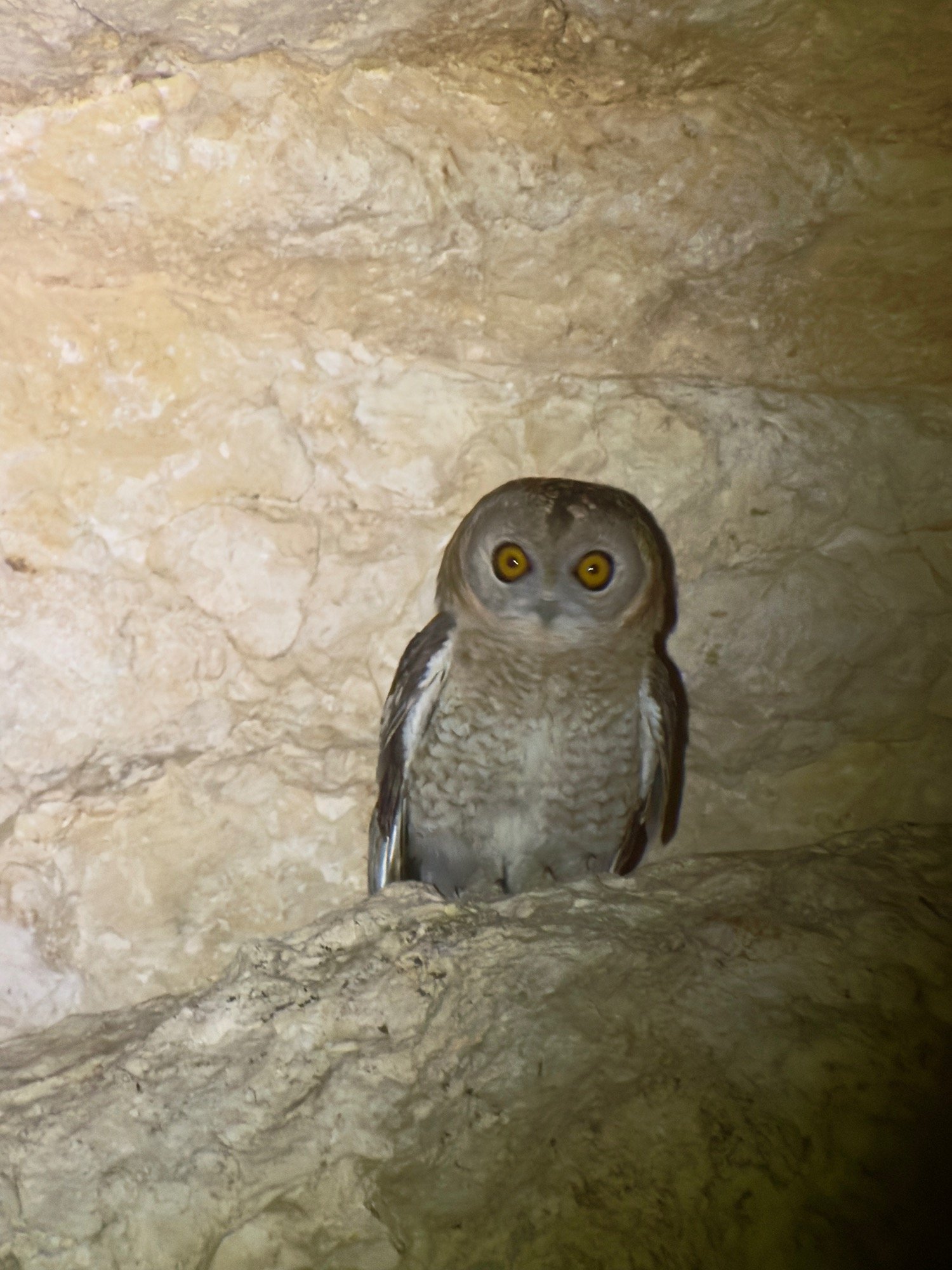 Desert Owl