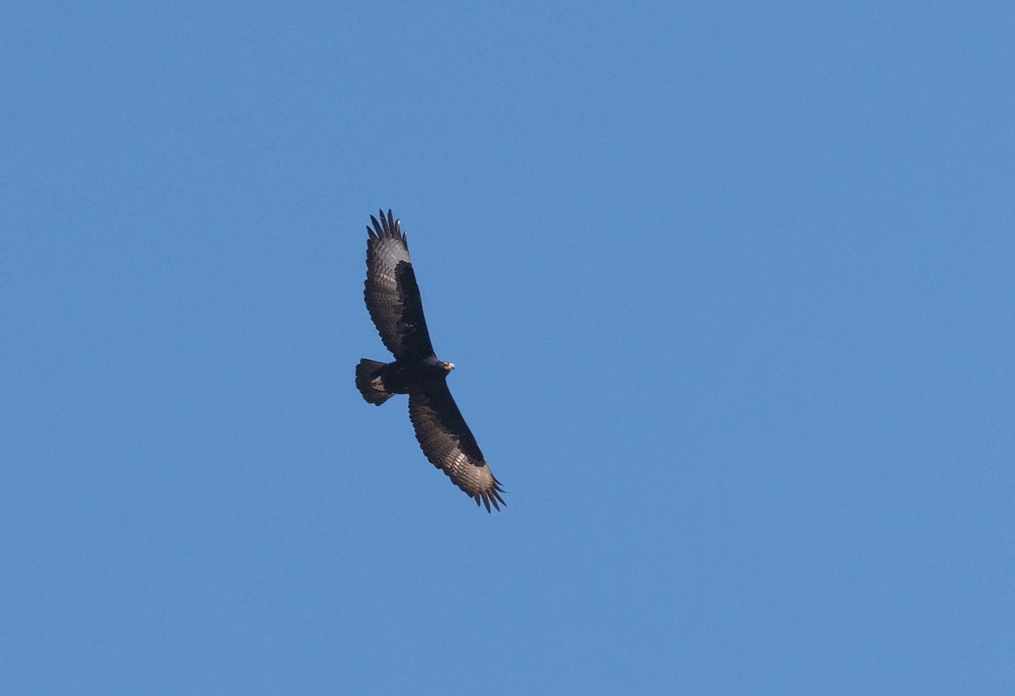 Verreaux's Eagle