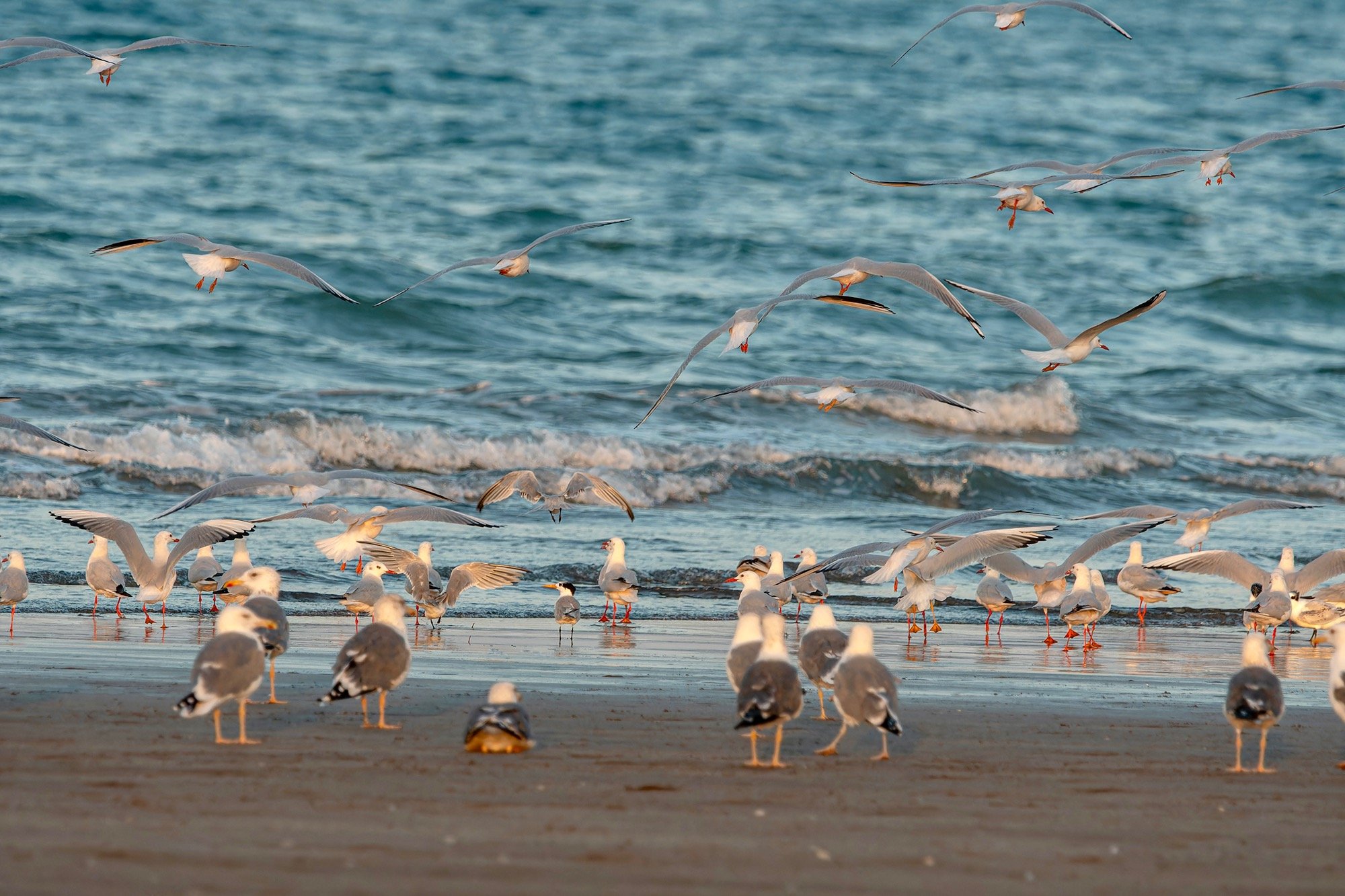 Lesser Crested Tern