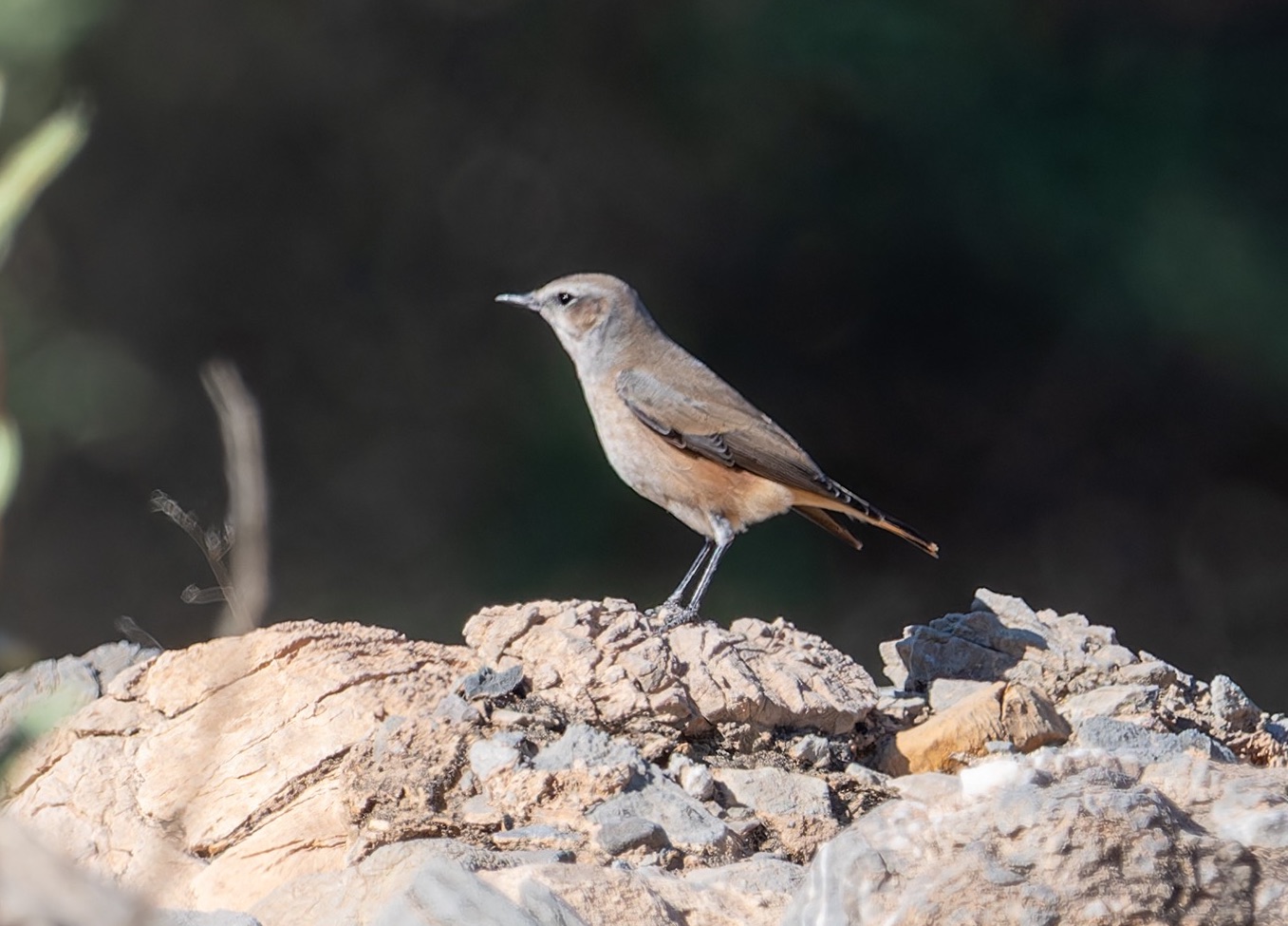 Persian Wheatear