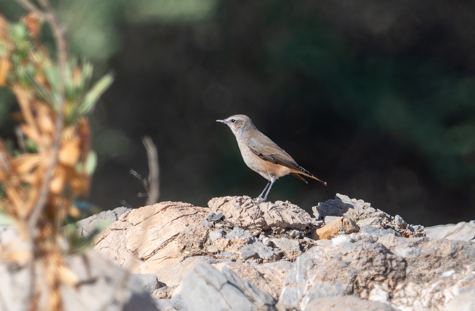 Persian Wheatear