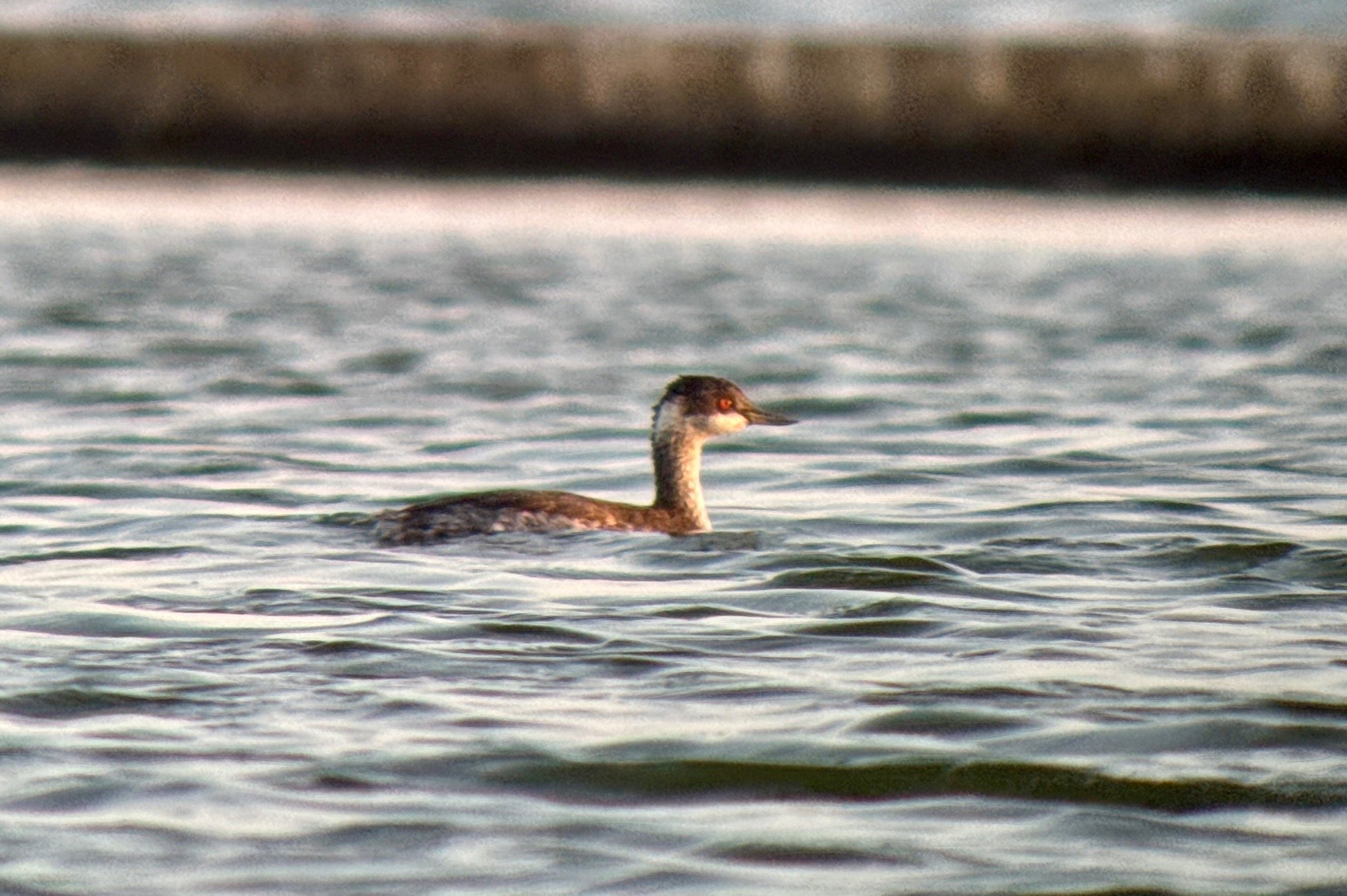 Black-necked Grebe