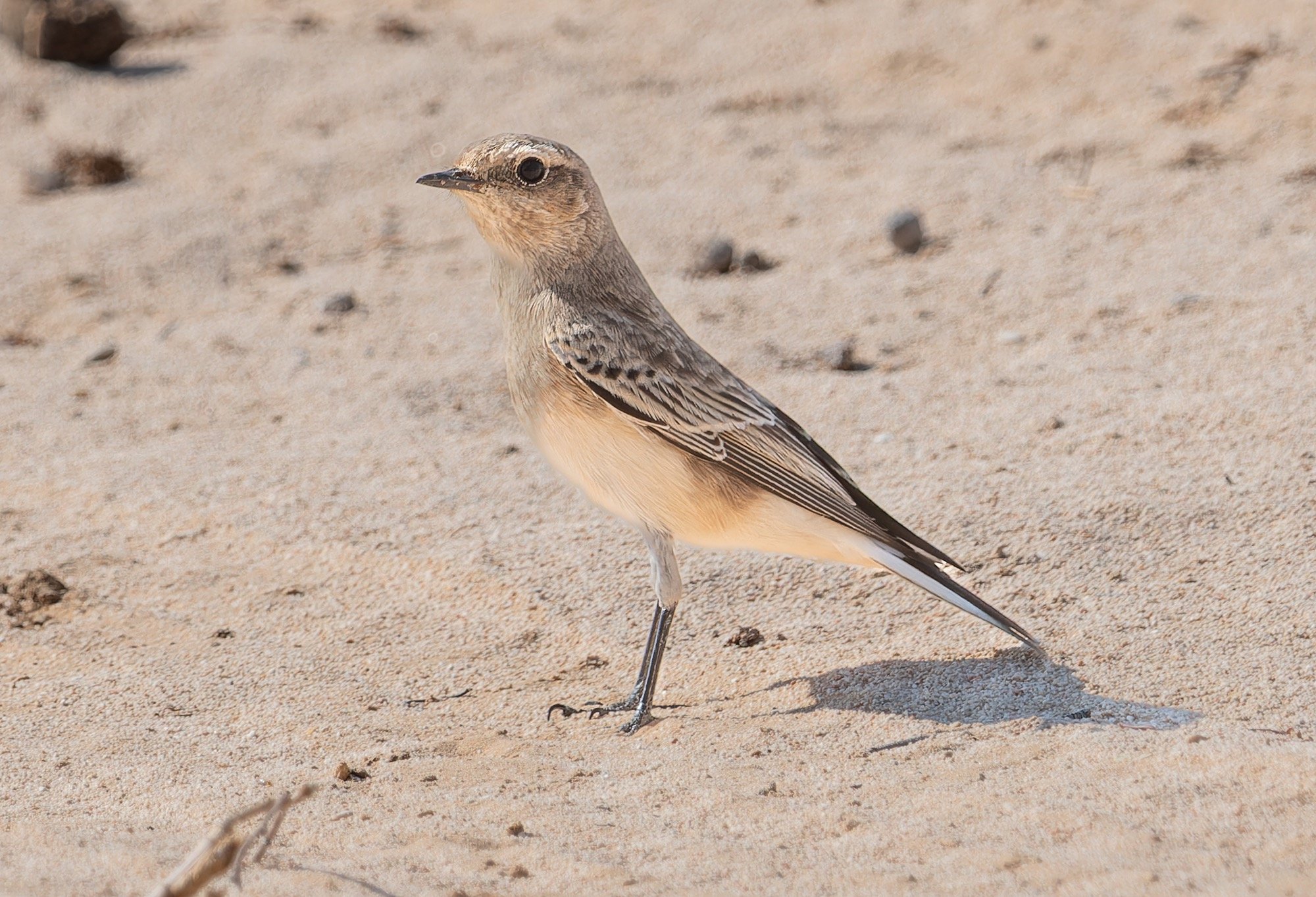 Pied Wheatear