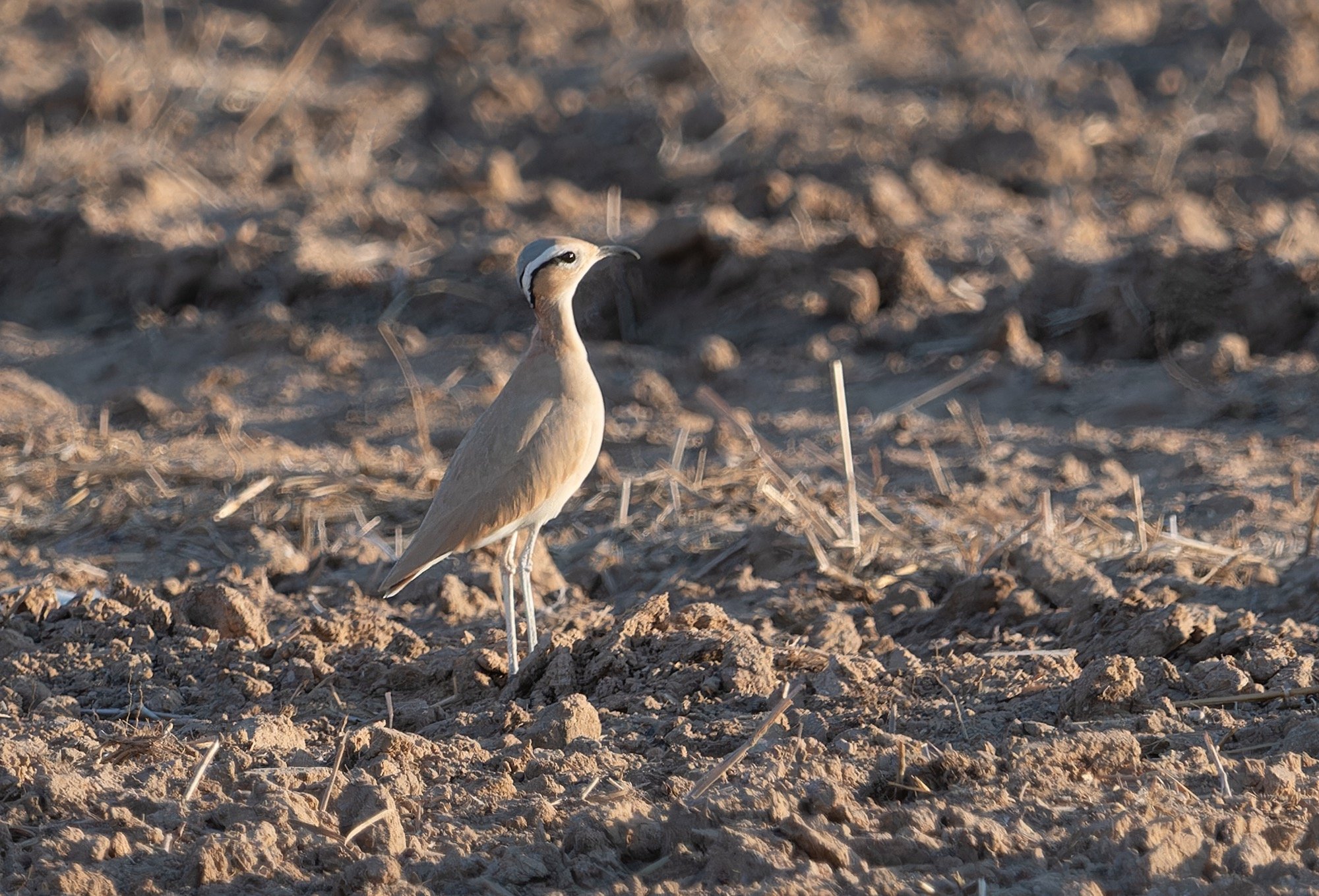 Cream-coloured Courser