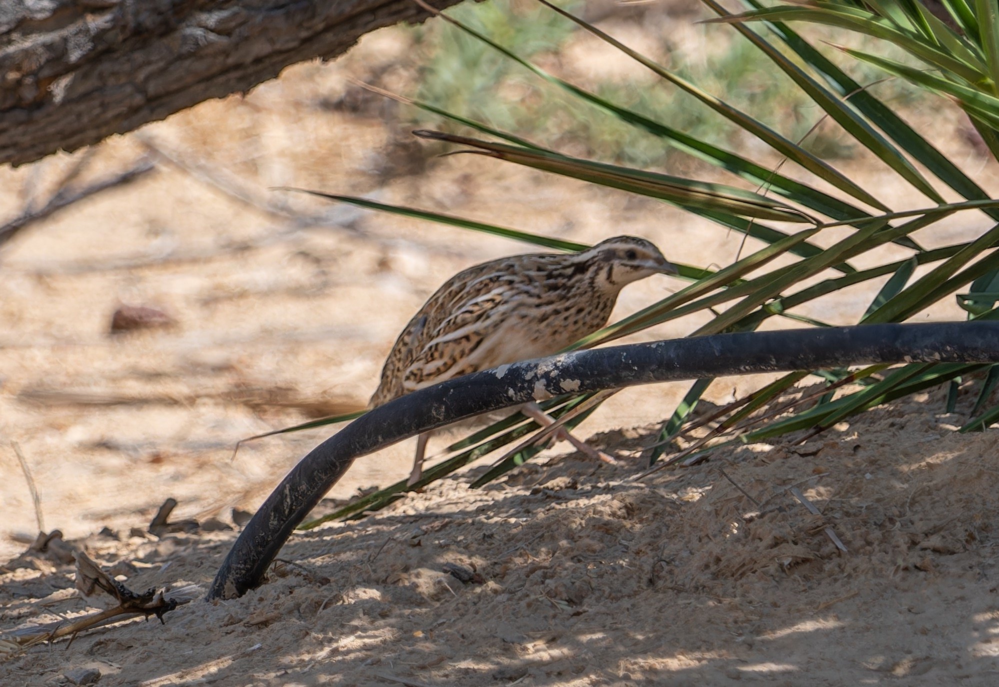     Common Quail