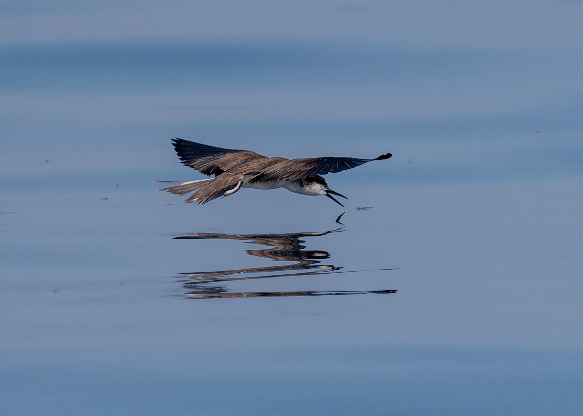 Bridled Tern