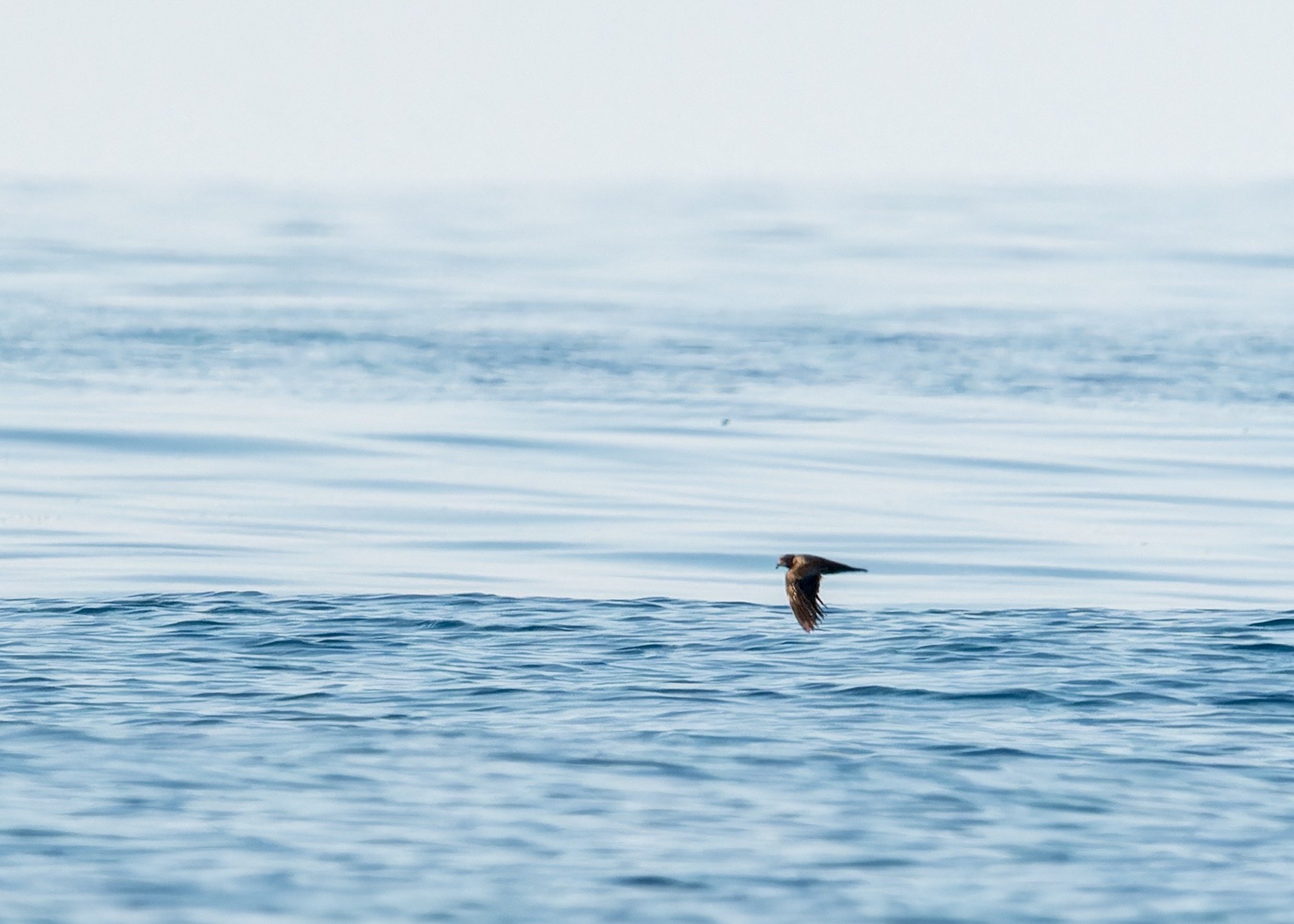 Matsudaira's Storm-Petrel