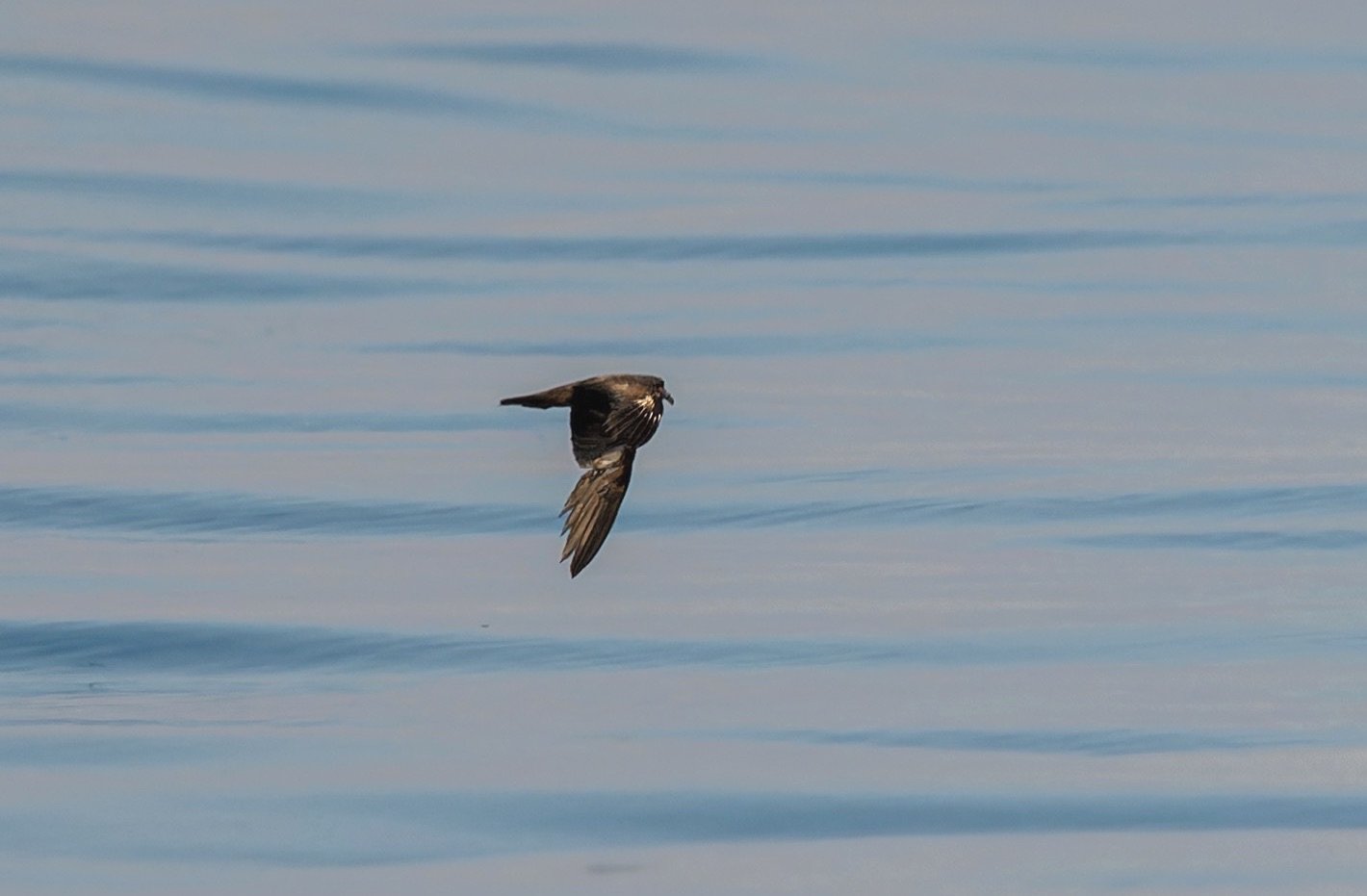 Swinhoe's Storm-Petrel