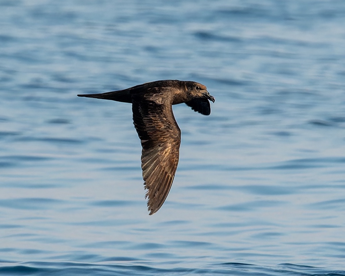 Jouanin's Petrel