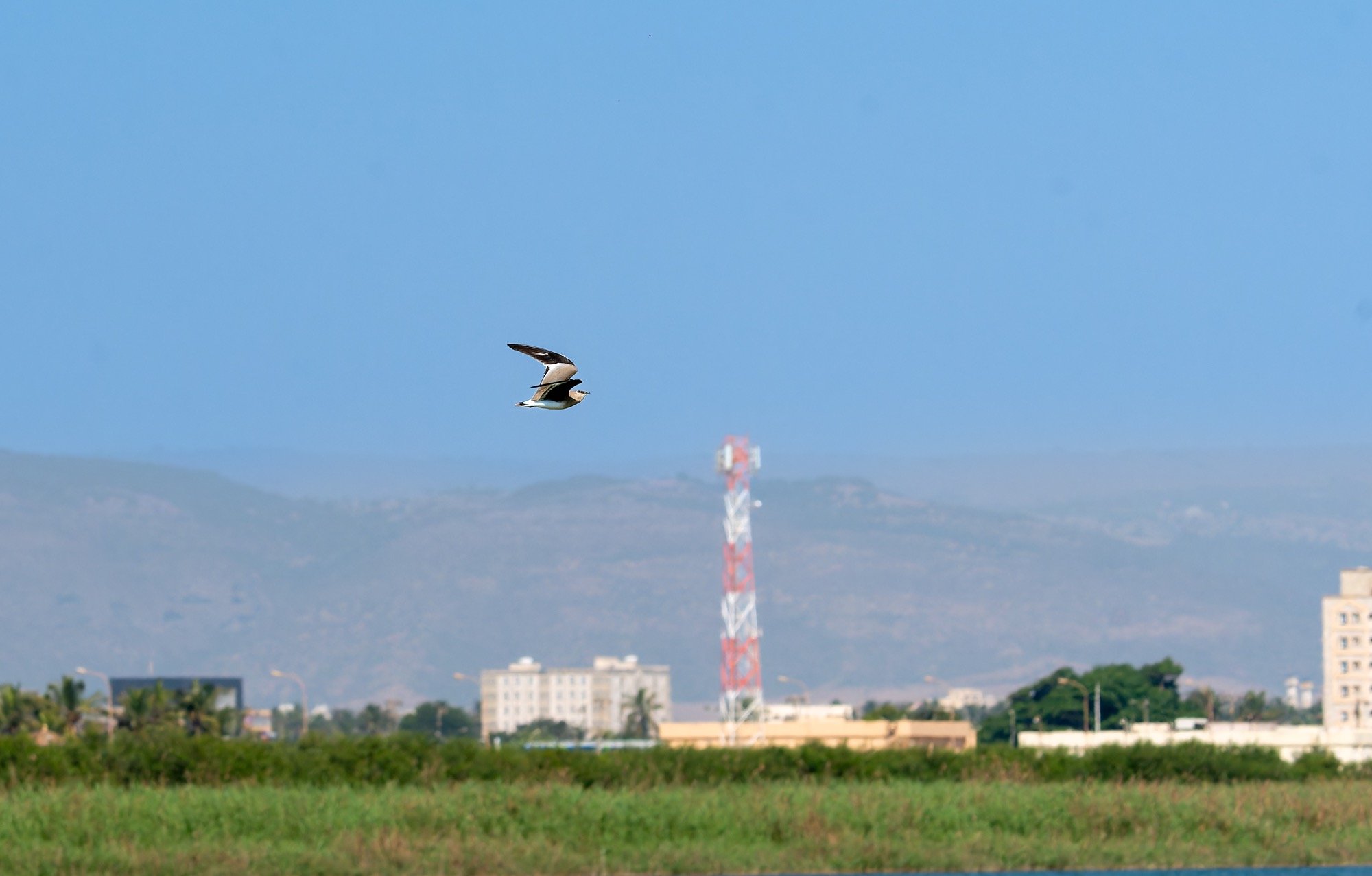 small pratincole