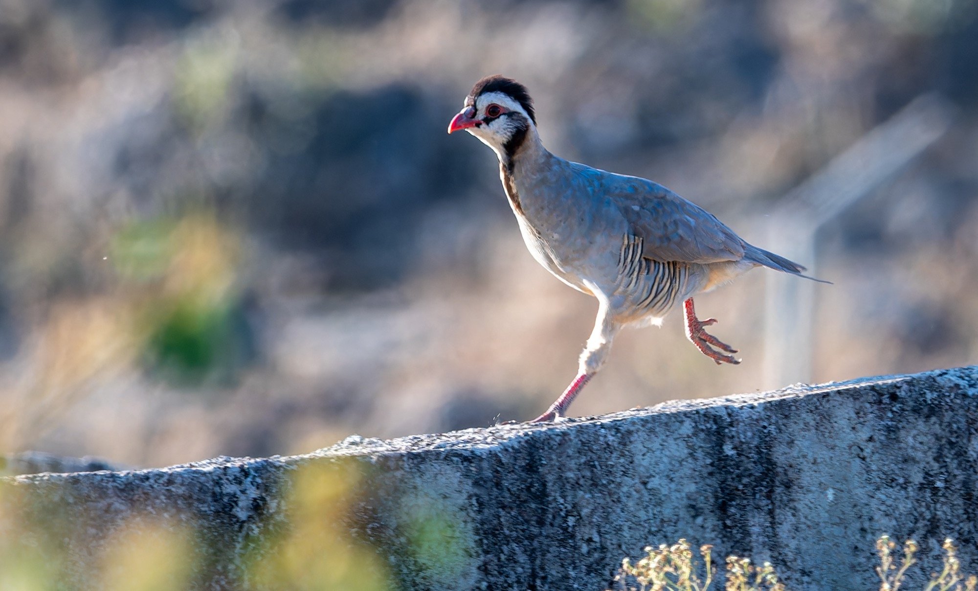 Arabian Partridge