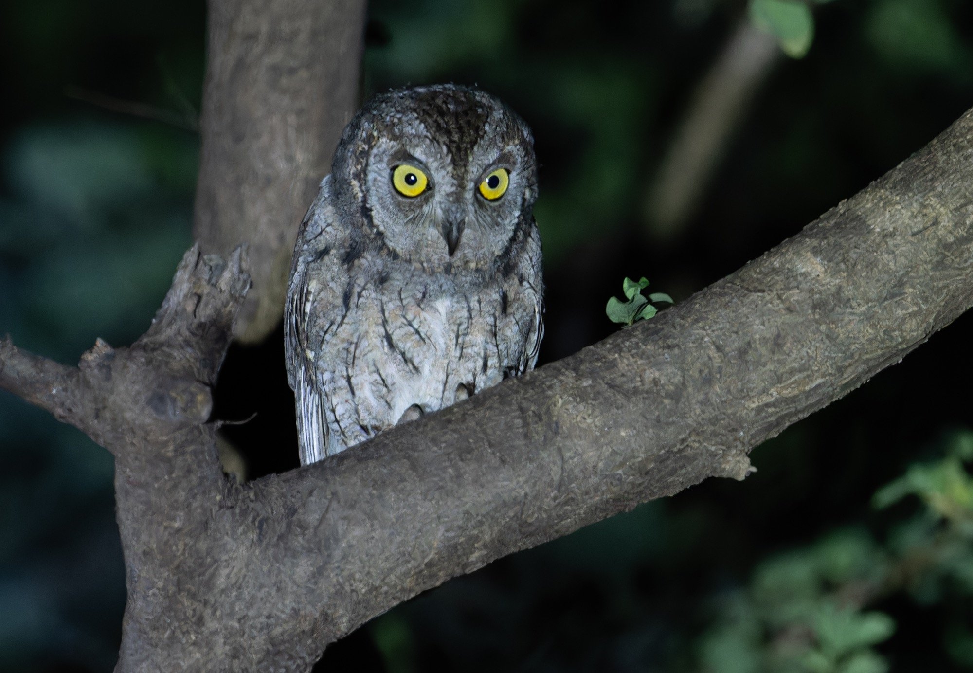 Arabian Scops Owl