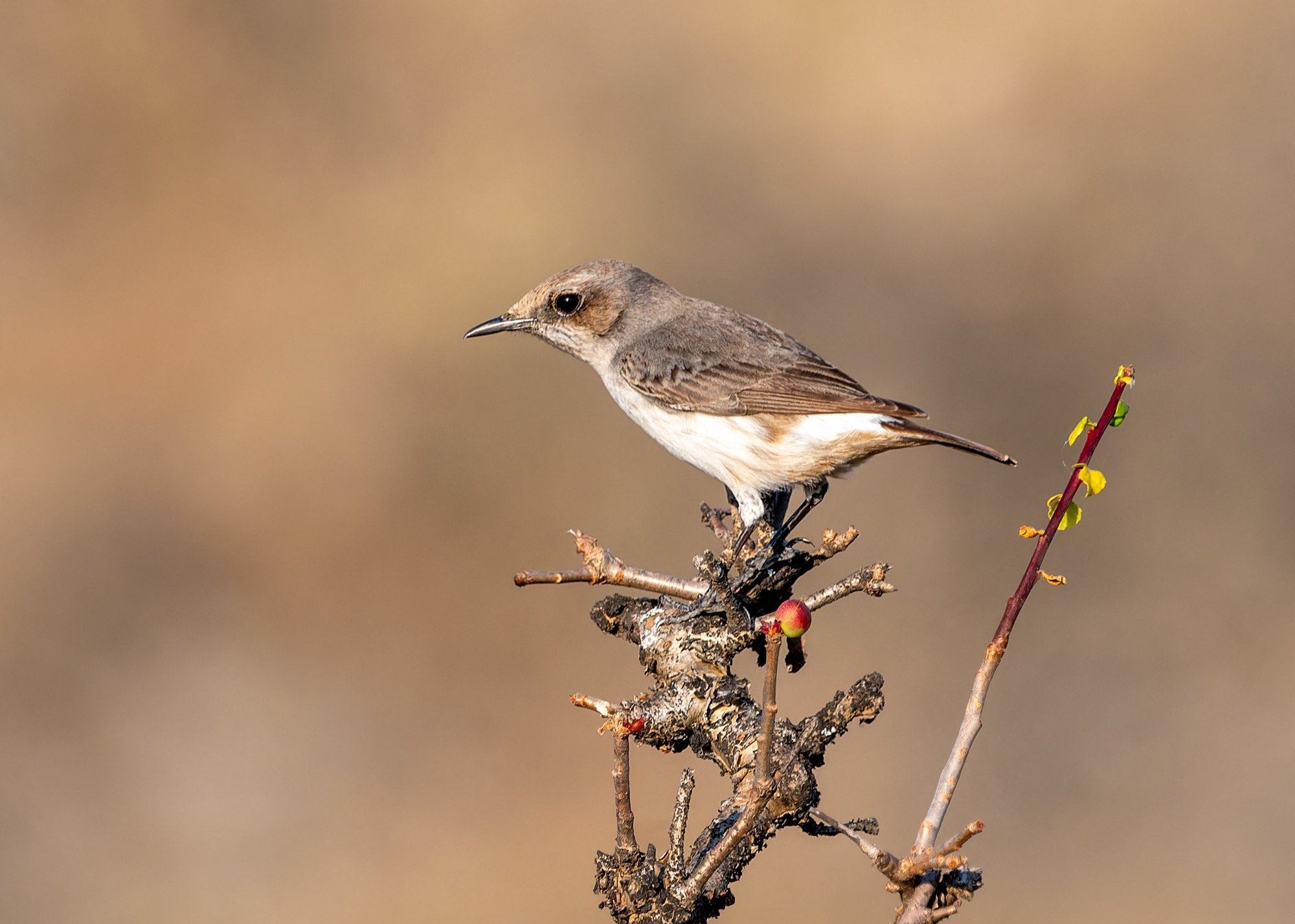     arabian wheatear