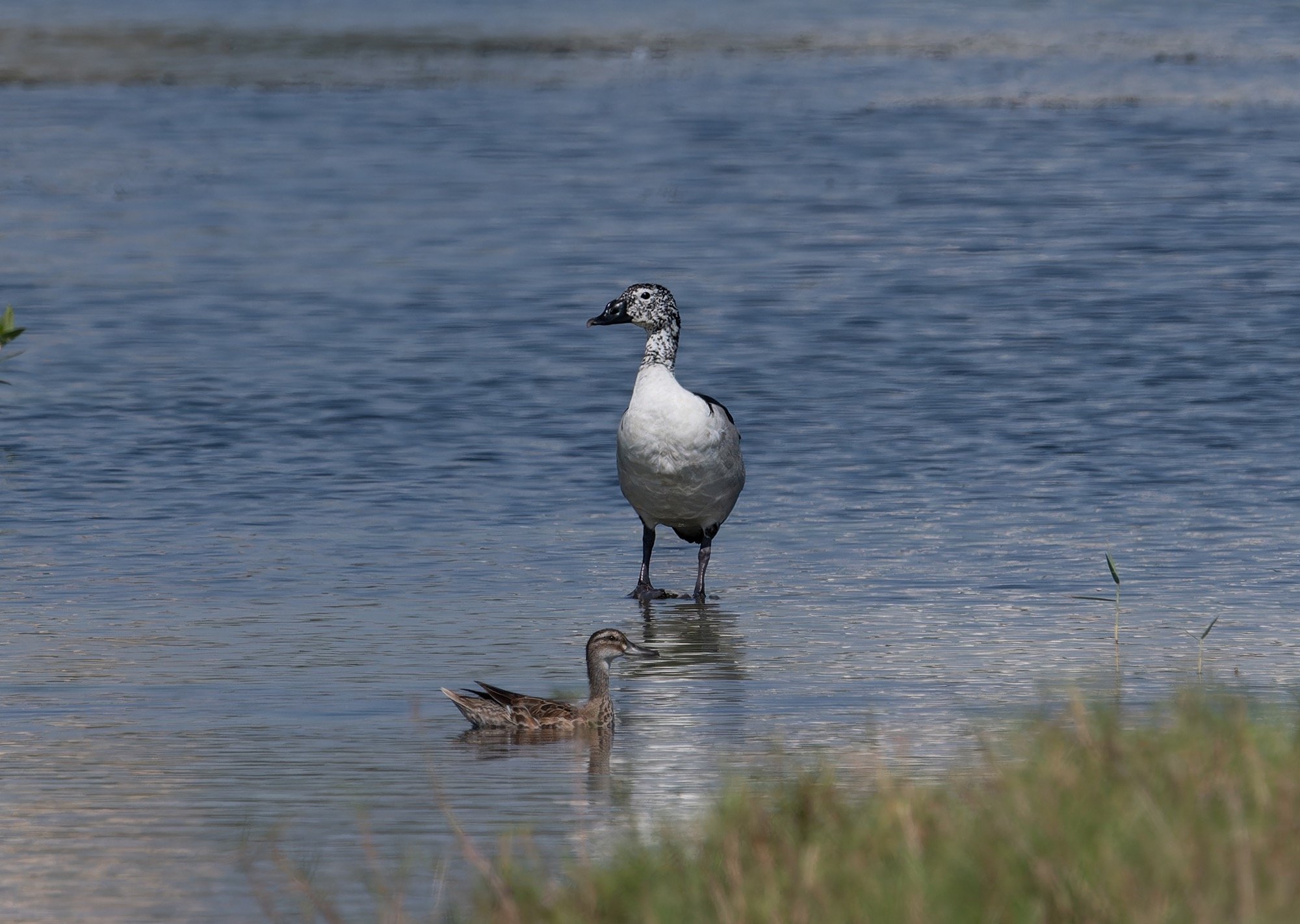     Knob-billed Duck