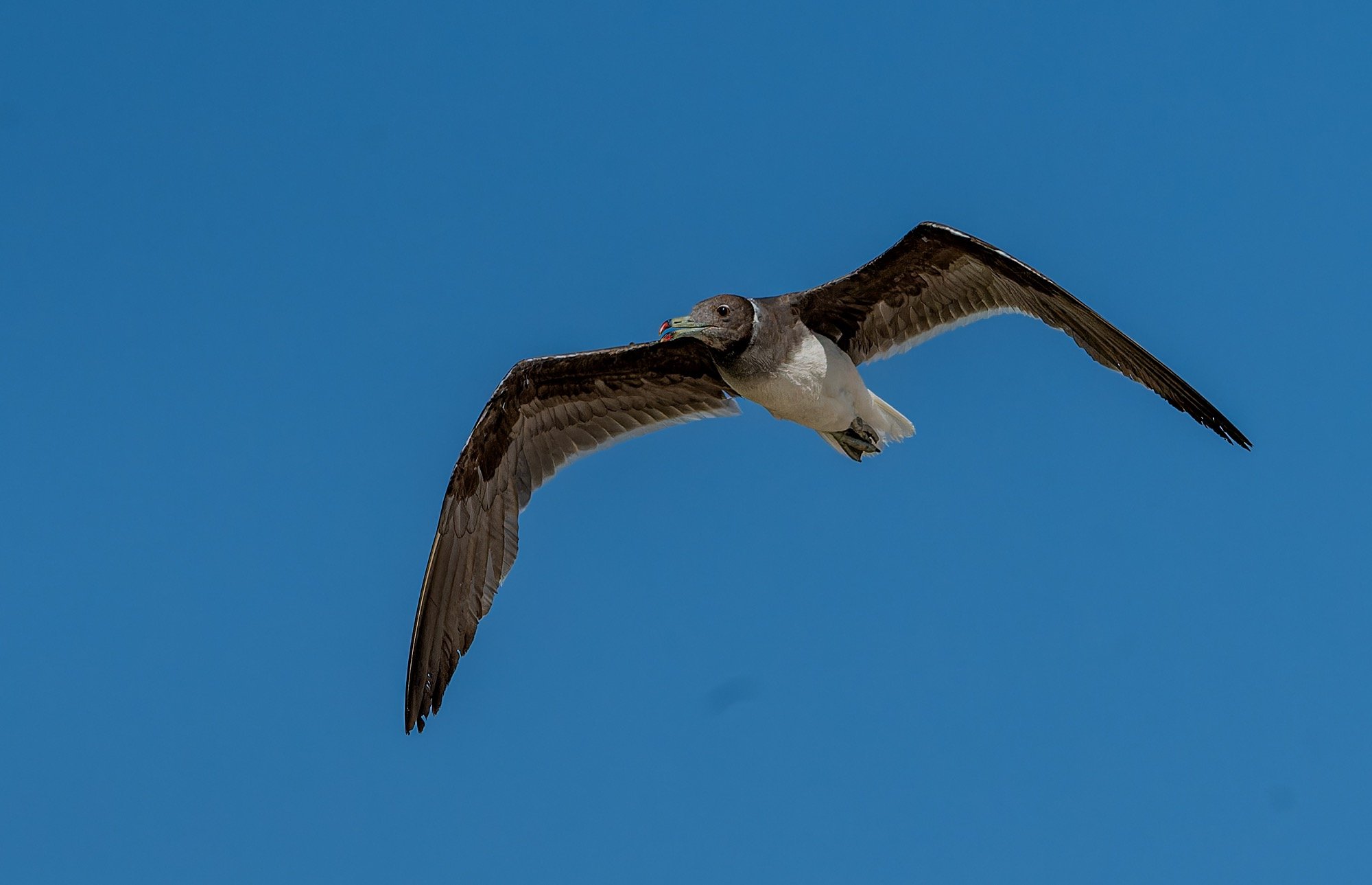 Sooty Gull