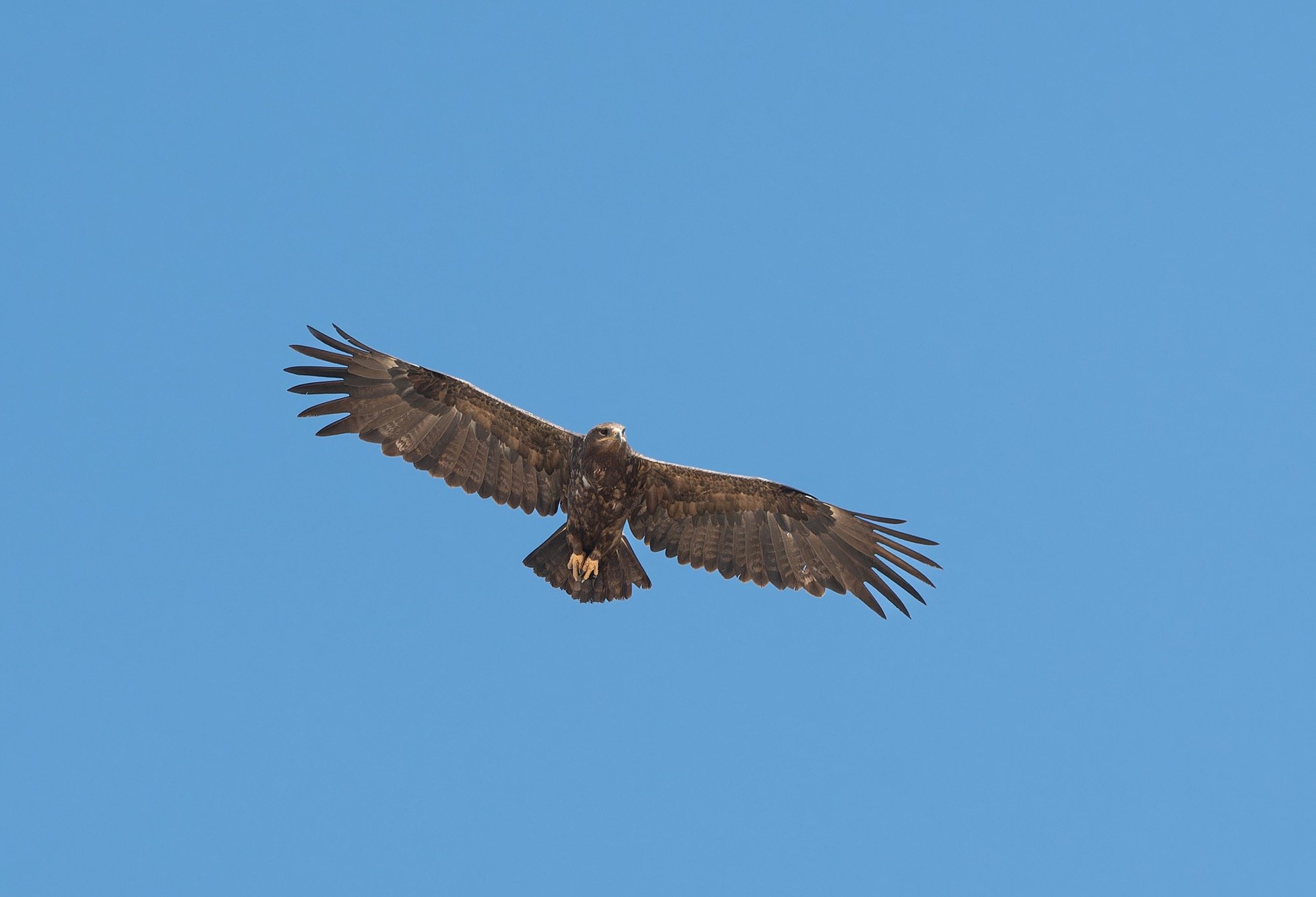 Steppe Eagle