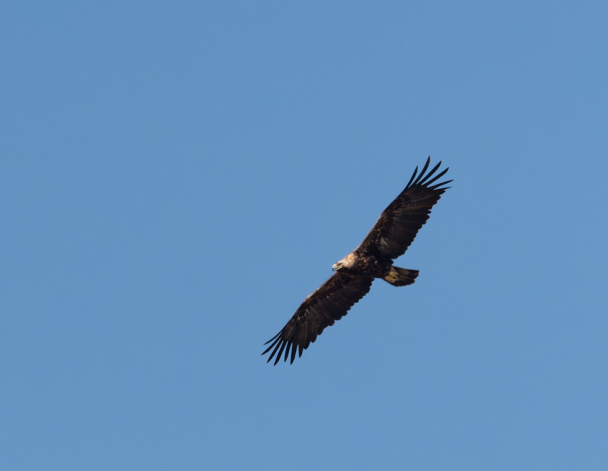 Eastern Imperial  Eagle