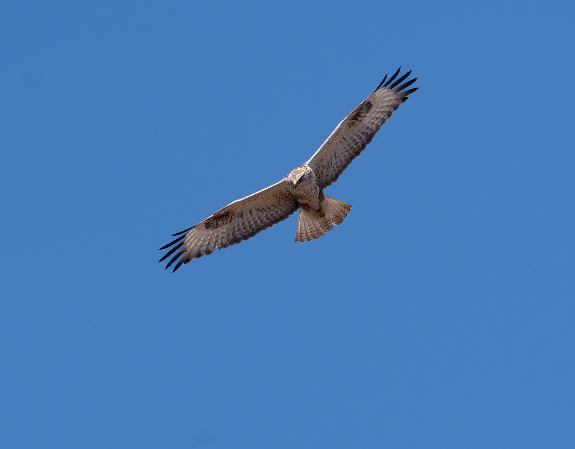 Long-legged Buzzard