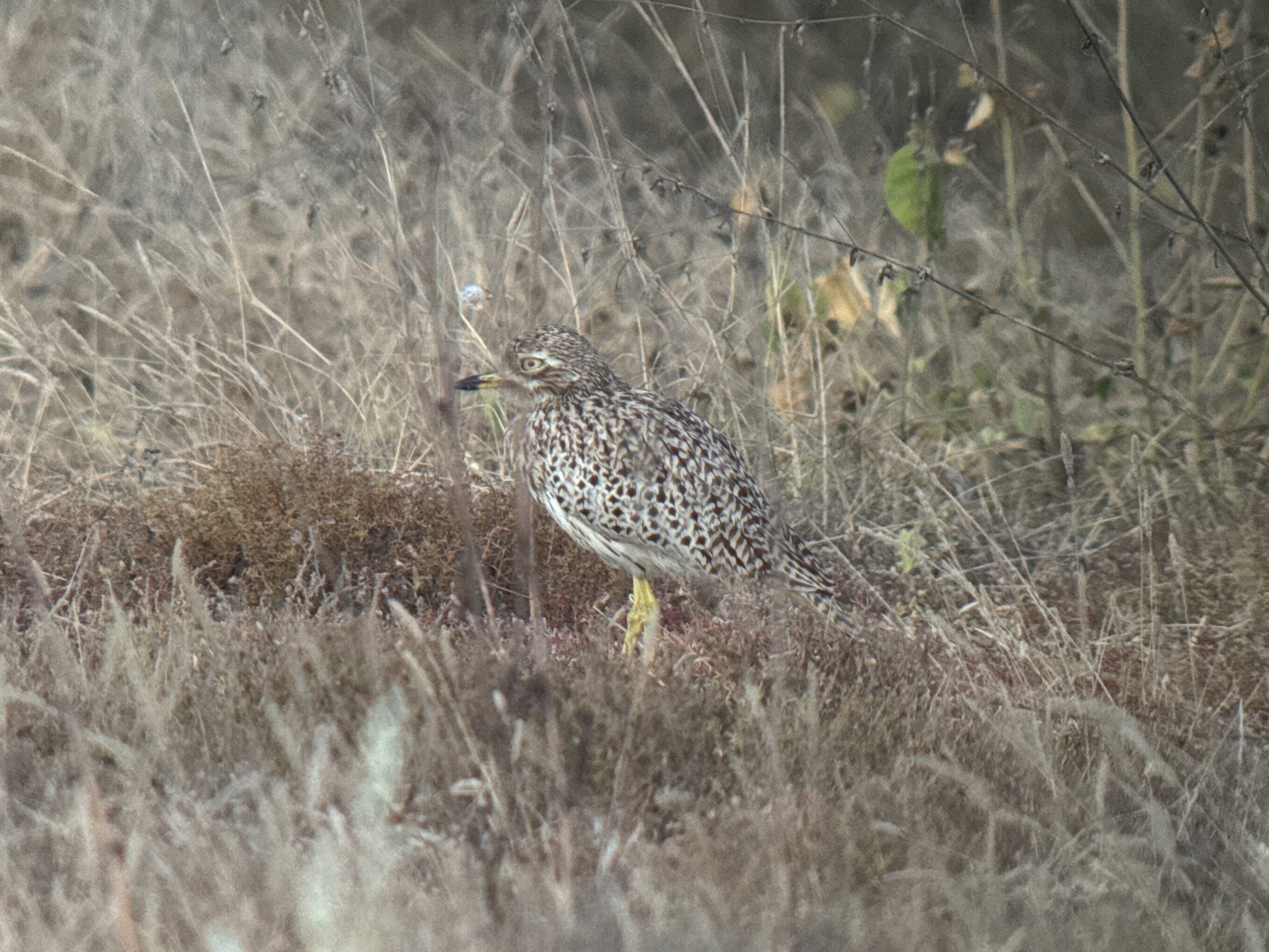     Spotted Thick-knee