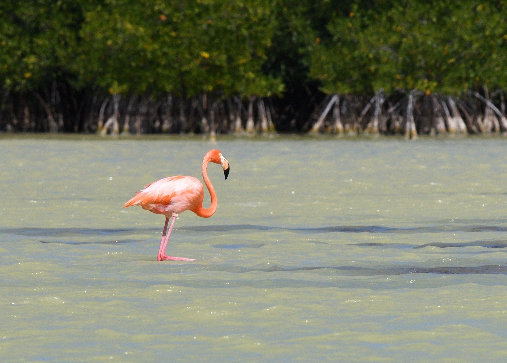 American Flamingo