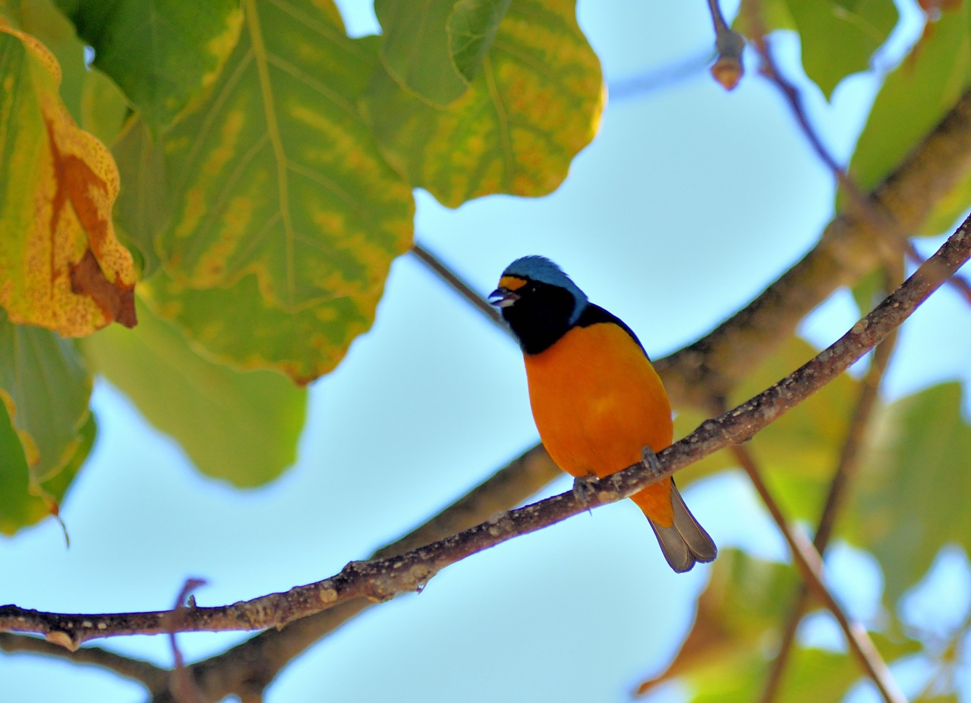 Antillean Euphonia