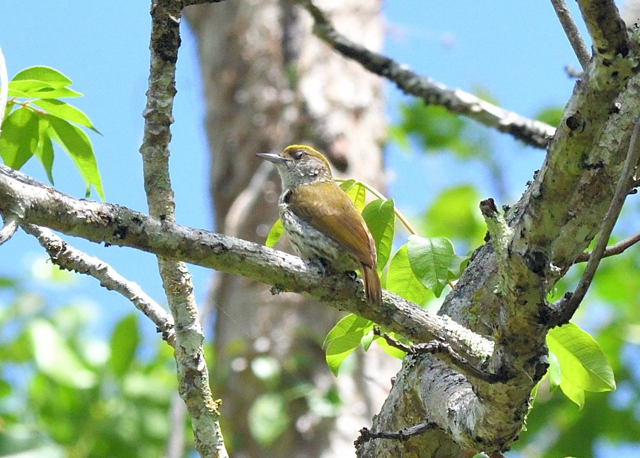     Antillean Piculet