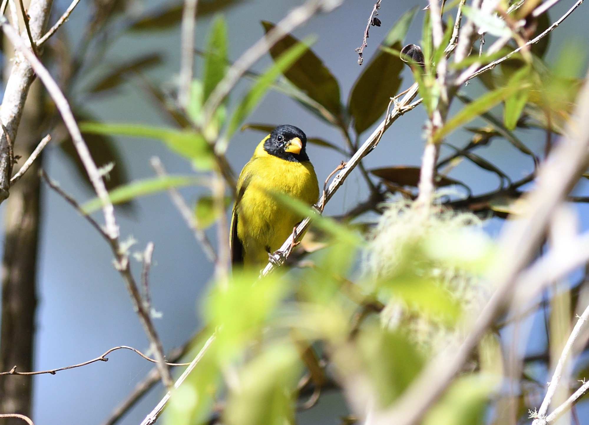     Antillean Siskin