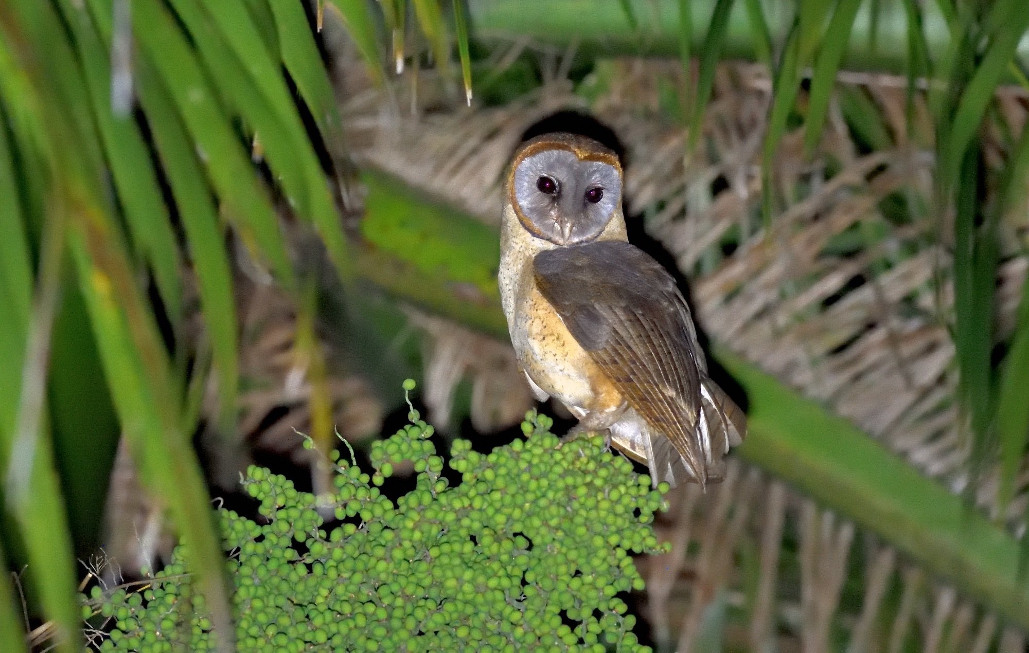 Ashy-faced Owl