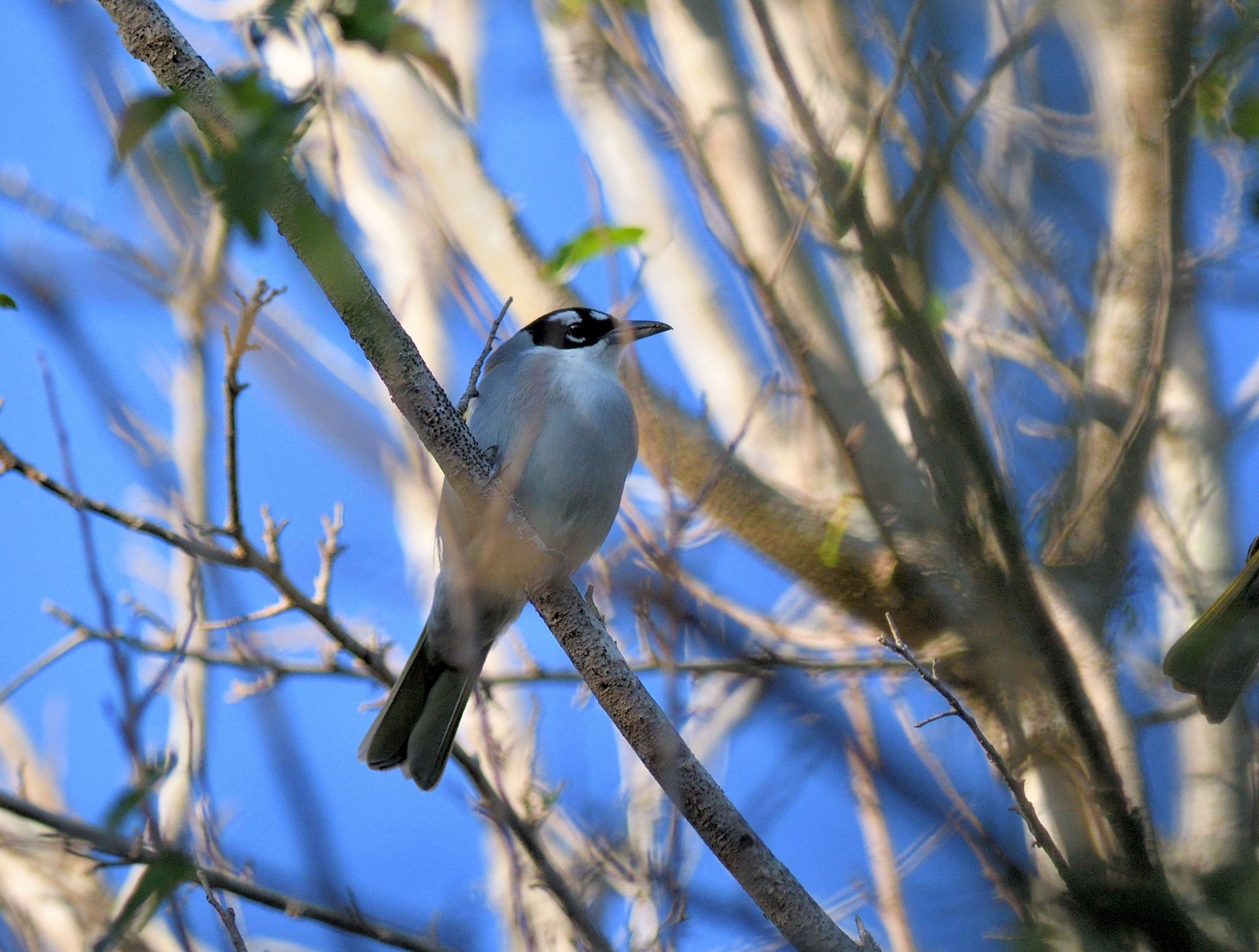 Black-crowned Palm Tanager