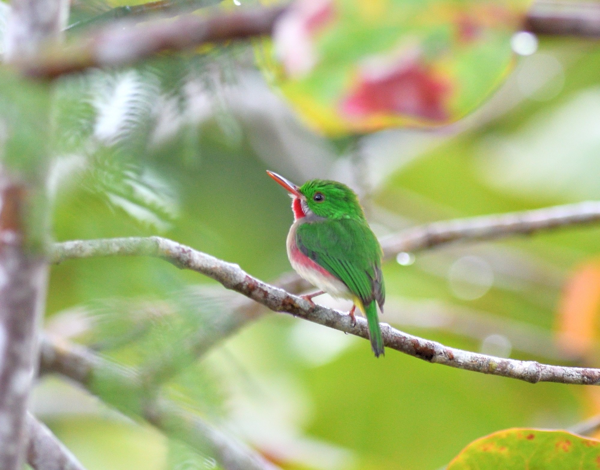 Broad-billed Tody