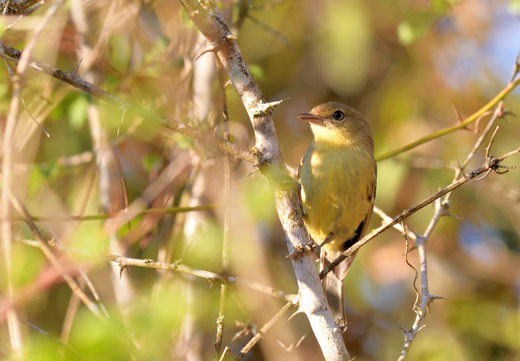 Flat-billed Vireo