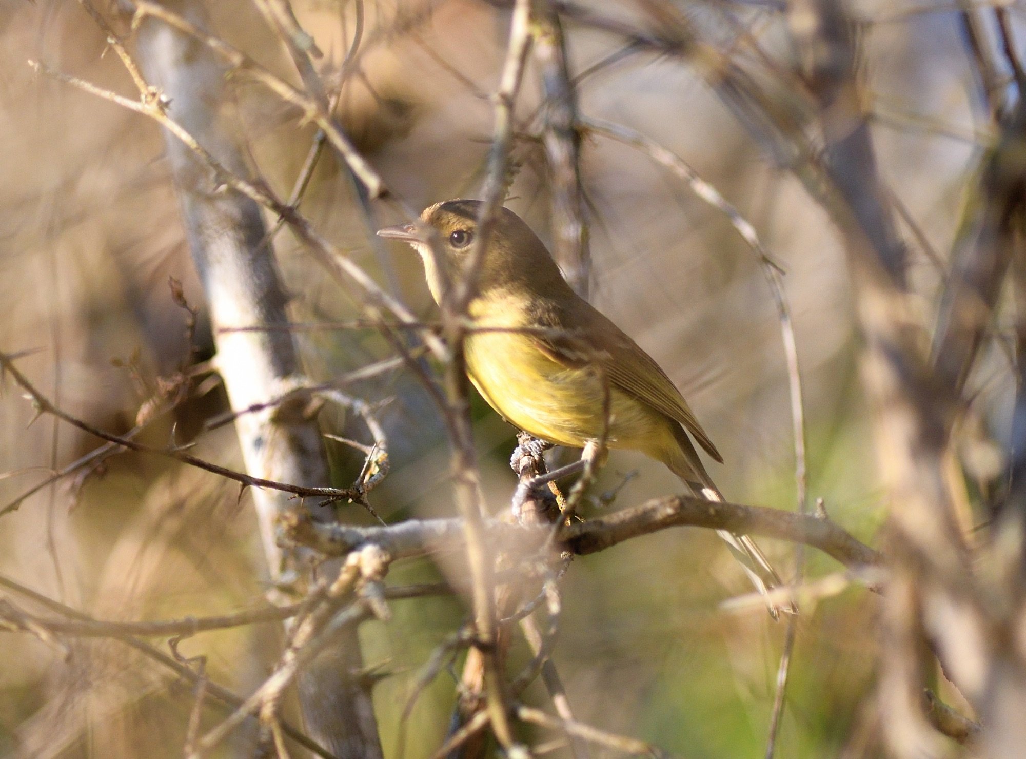     Flat-billed Vireo