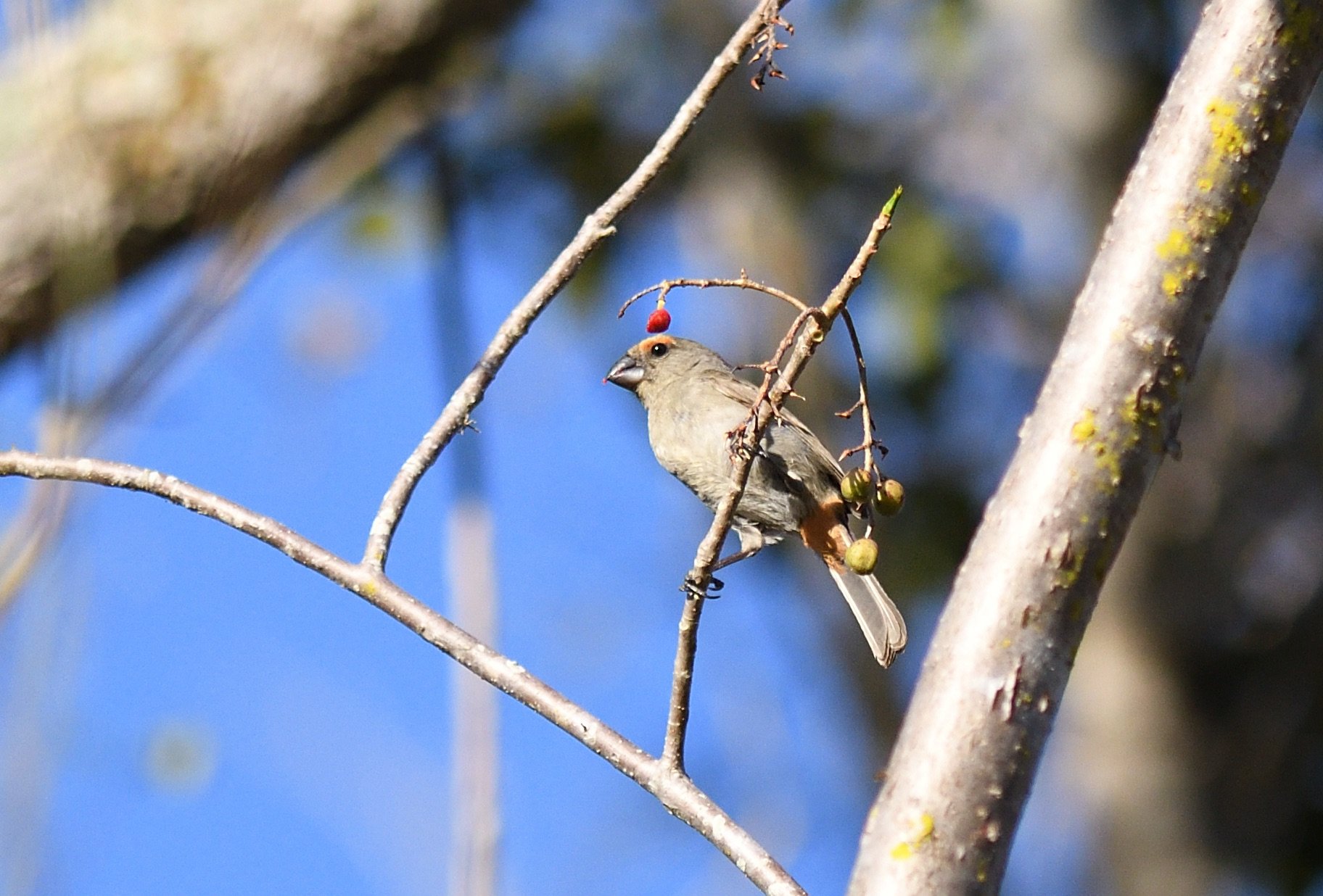 Greater Antillean Bullfinch