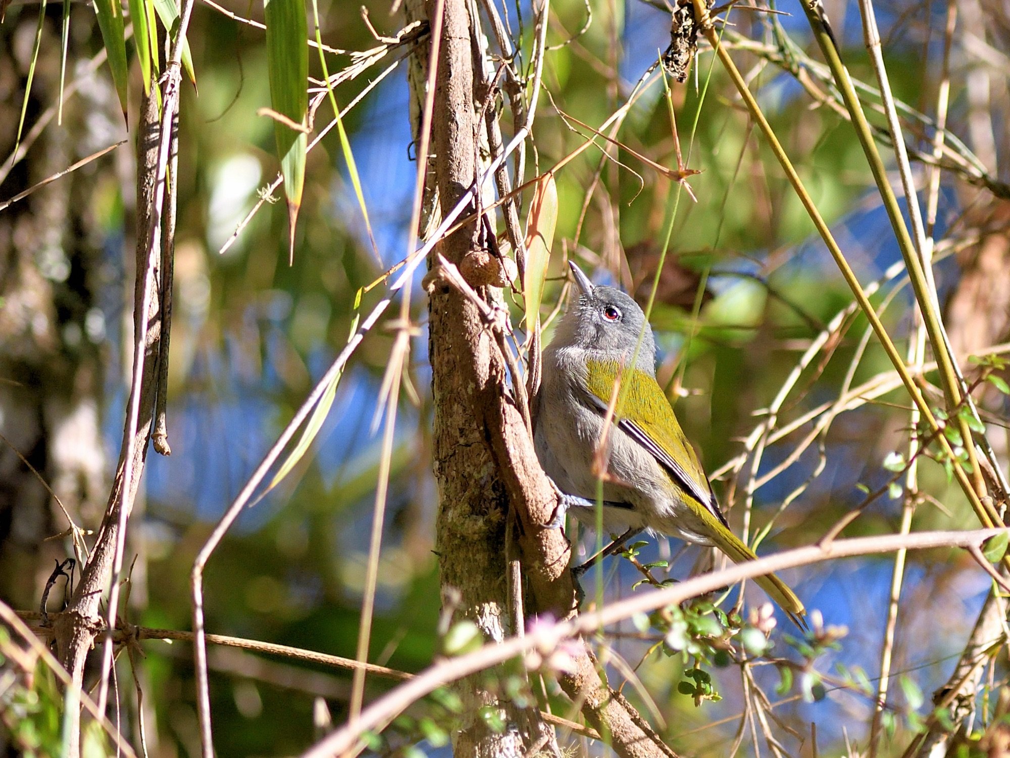 Green-tailed Warbler