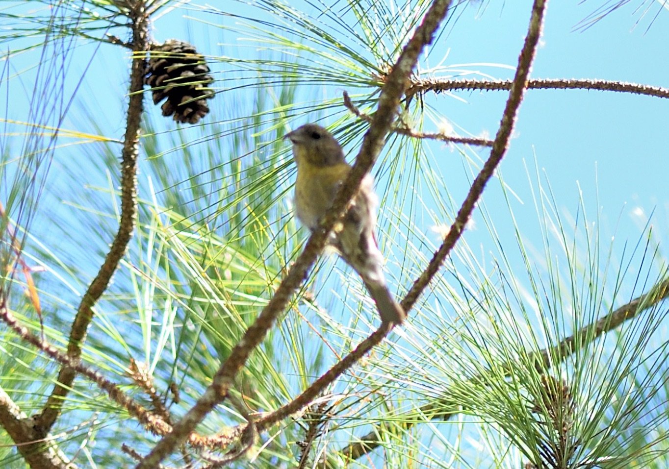 Hispaniolan Crossbill