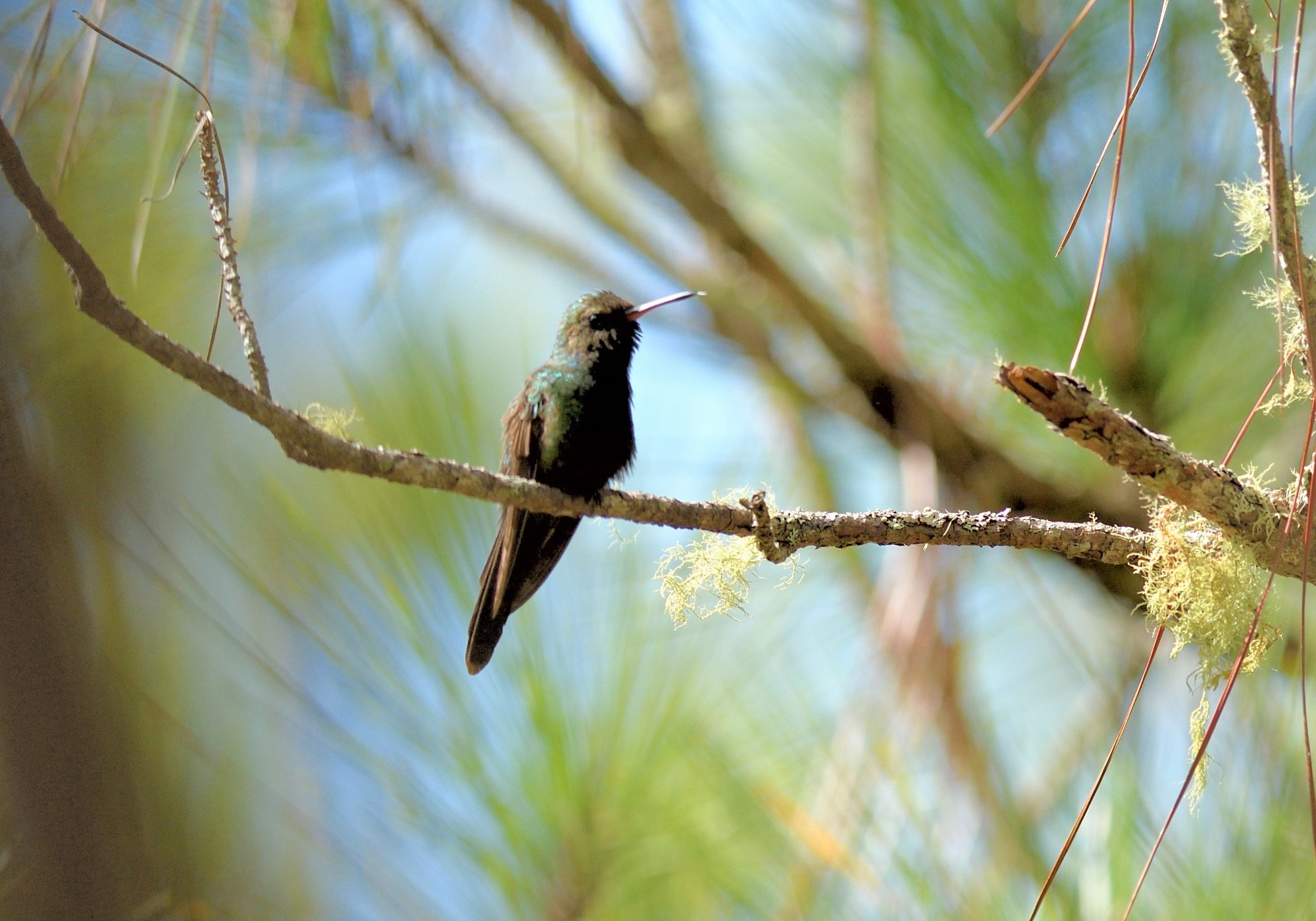 Hispaniolan Emerald