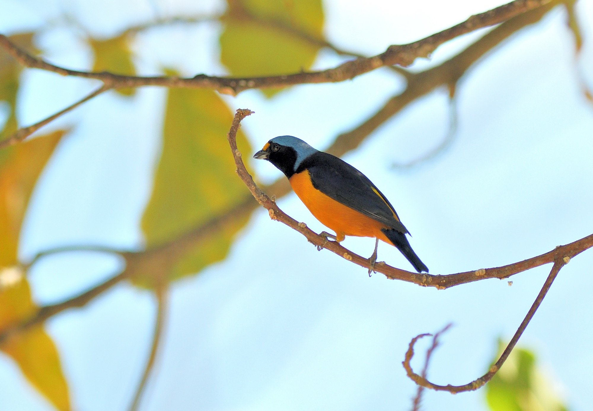 Hispaniolan Euphonia