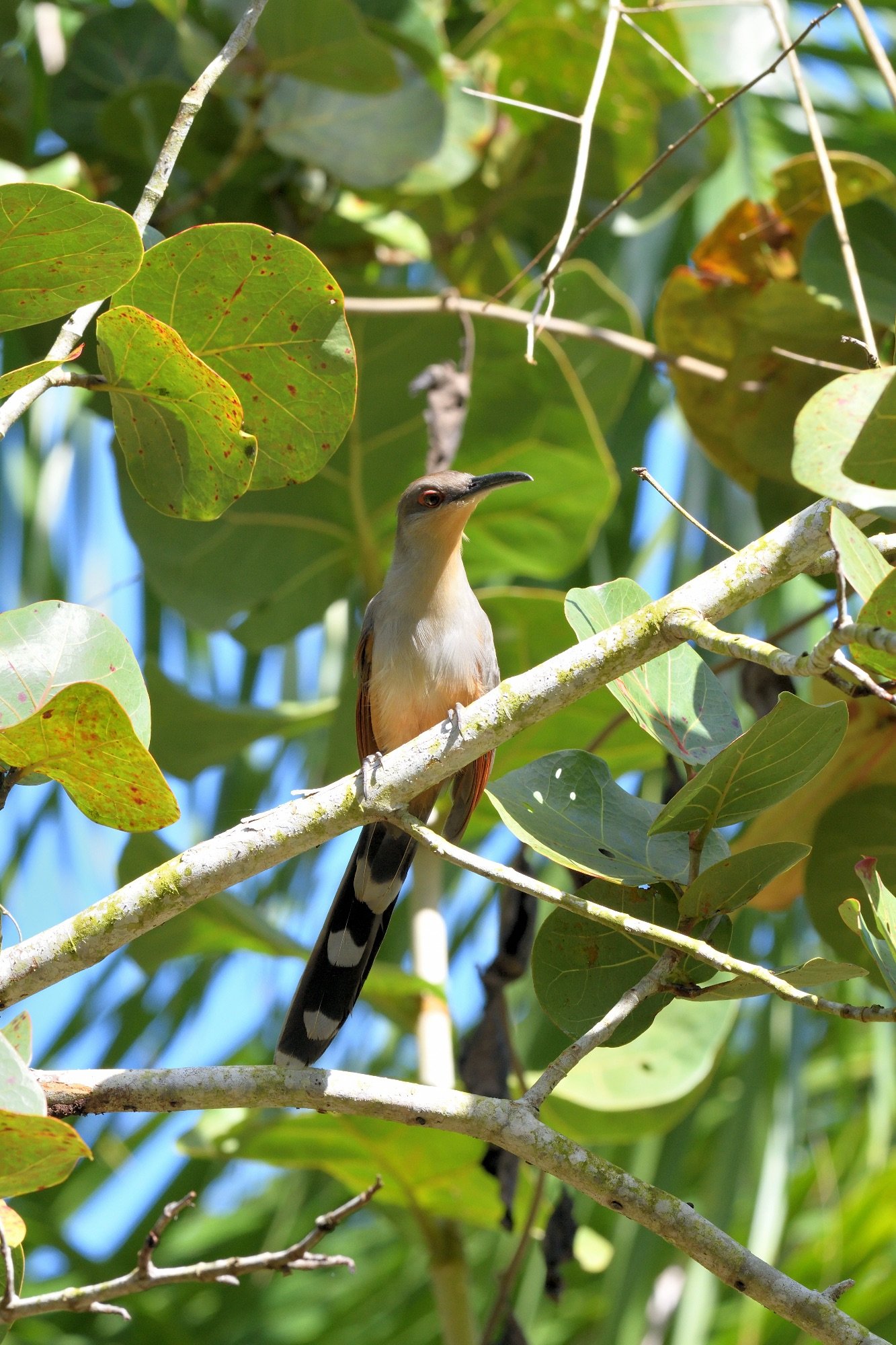 Hispaniolan Lizard Cuckoo