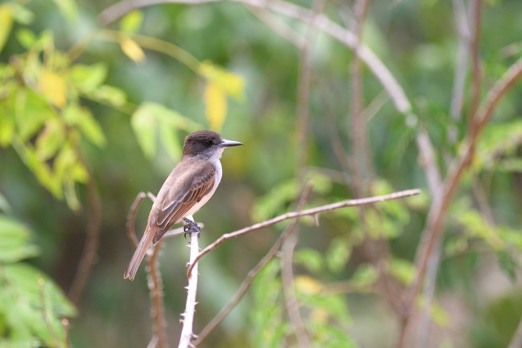 Loggerhead Kingbird