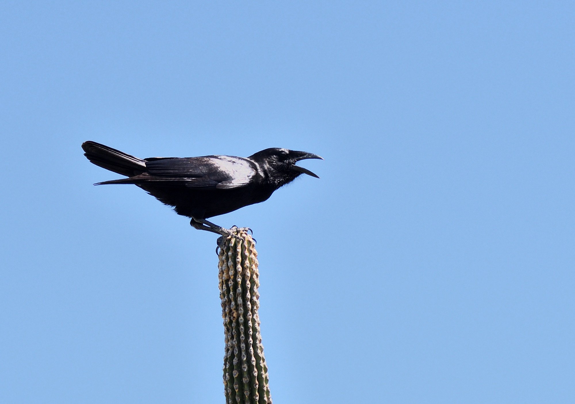     Palm Crow