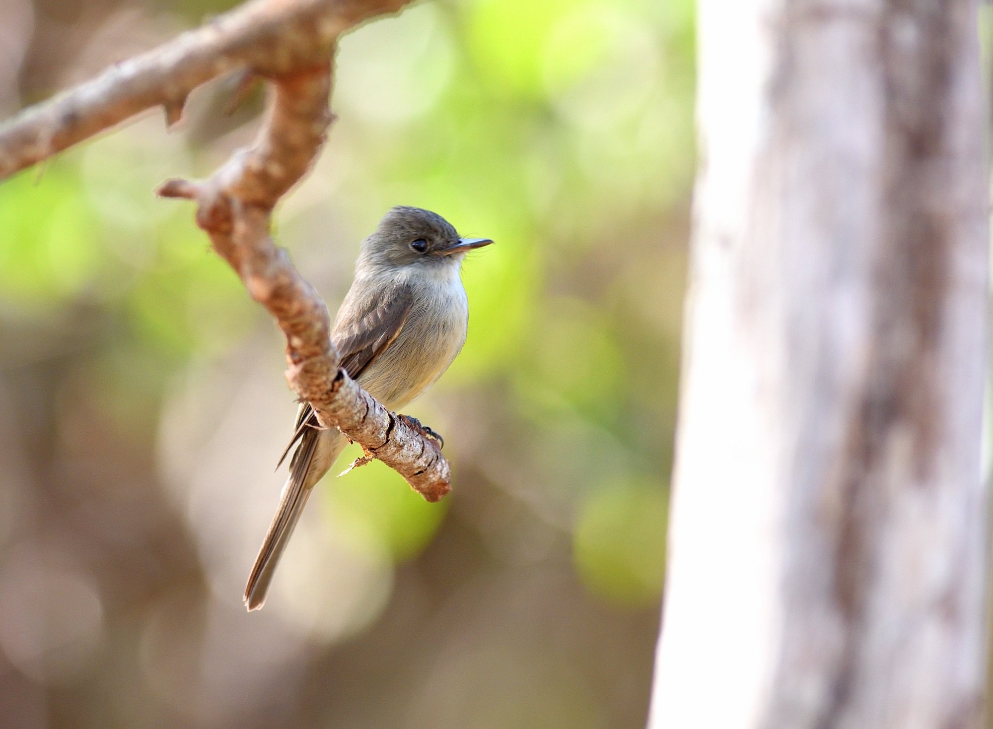 Hispaniolan Pewee