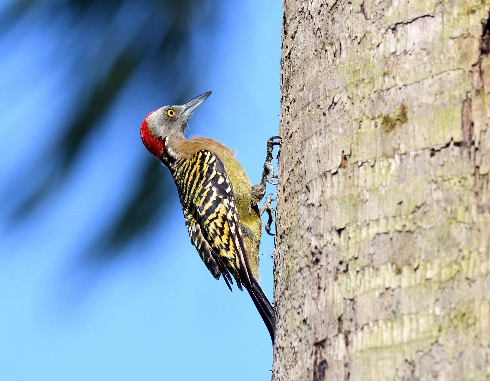 Hispaniolan Woodpecker