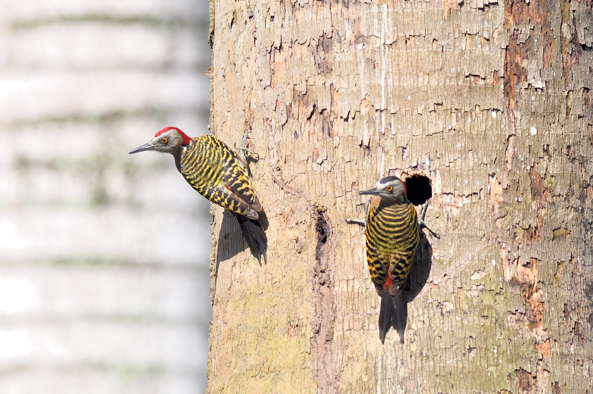     Hispaniolan Woodpecker