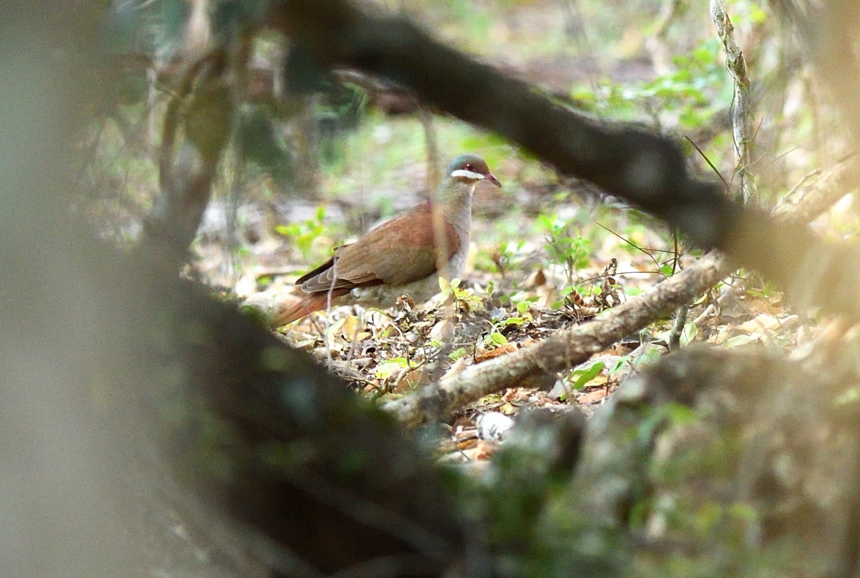 Key West Quail-Dove